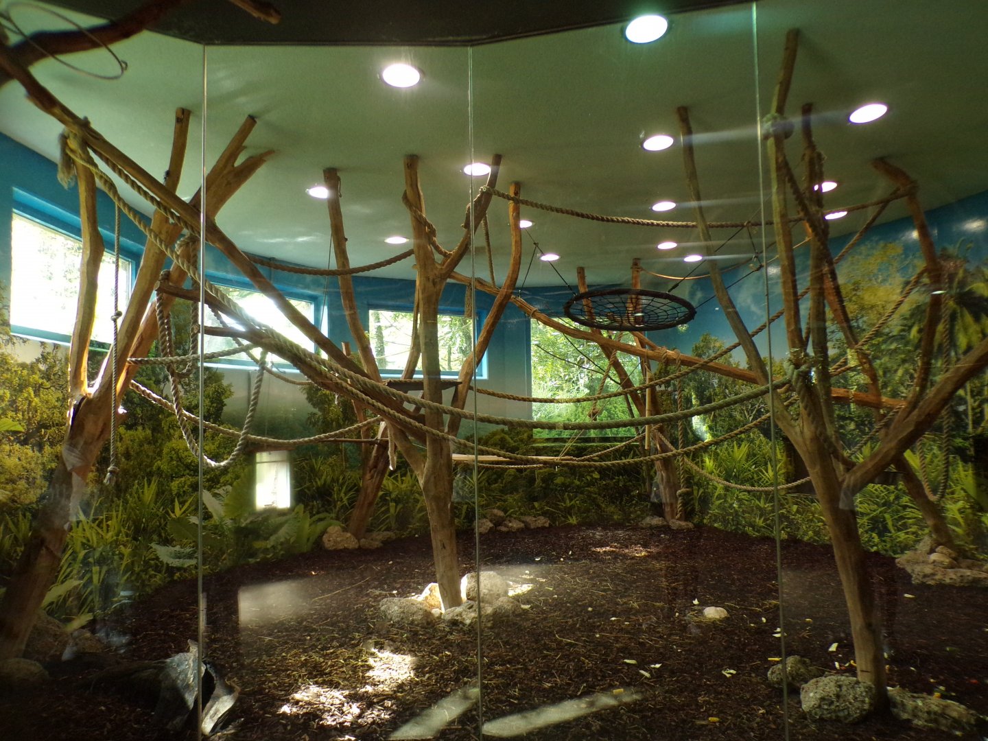 Lar gibbon indoors 13.7.25