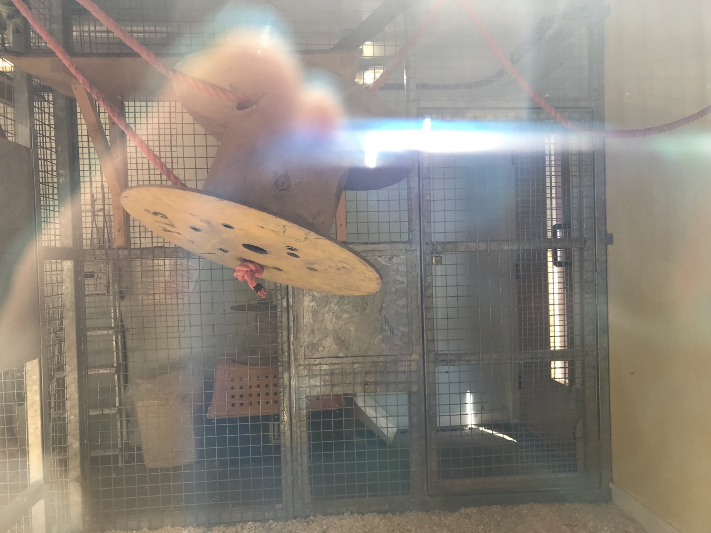 Lar gibbon indoors (2)