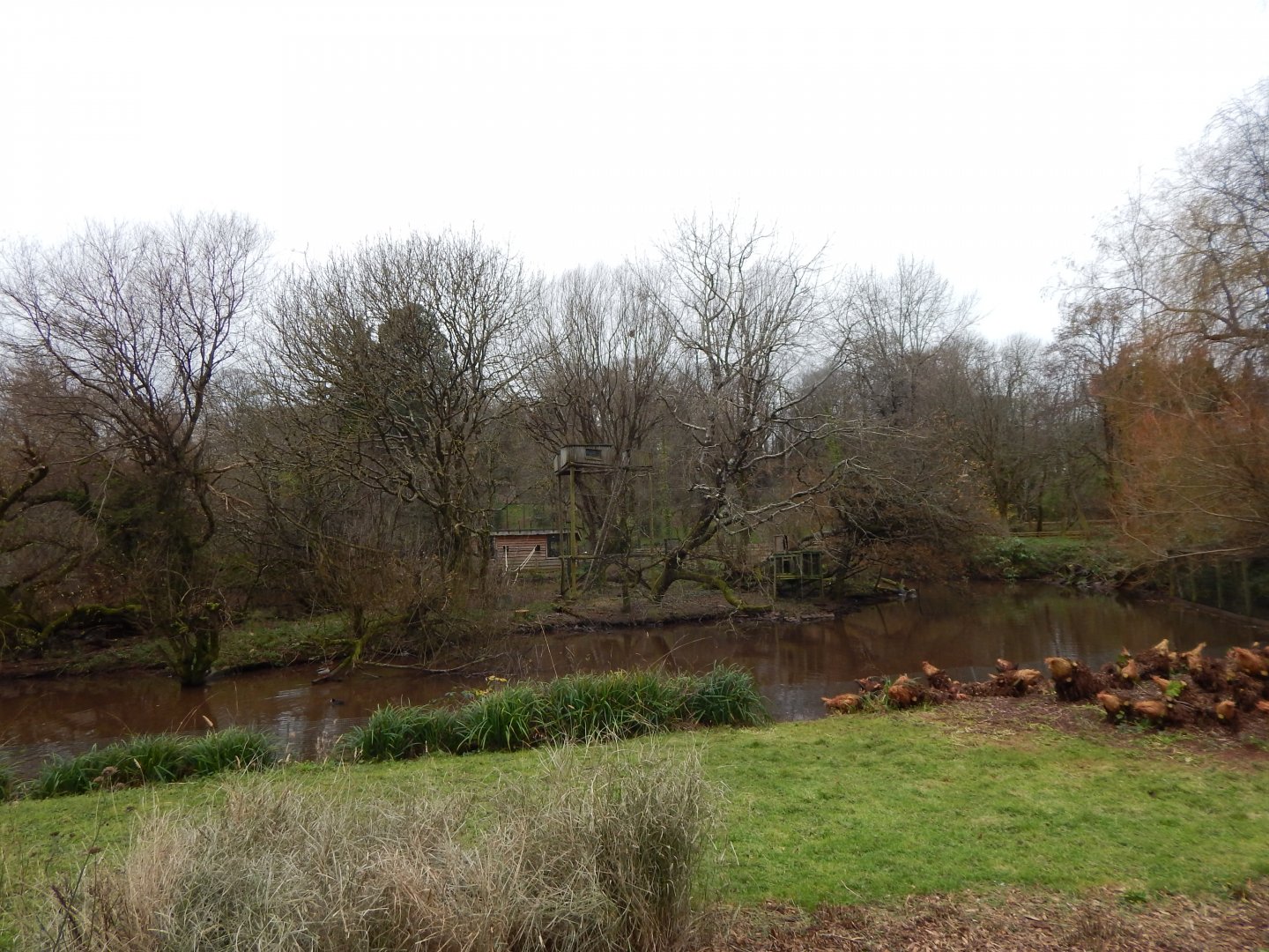 Lar gibbon island 111224