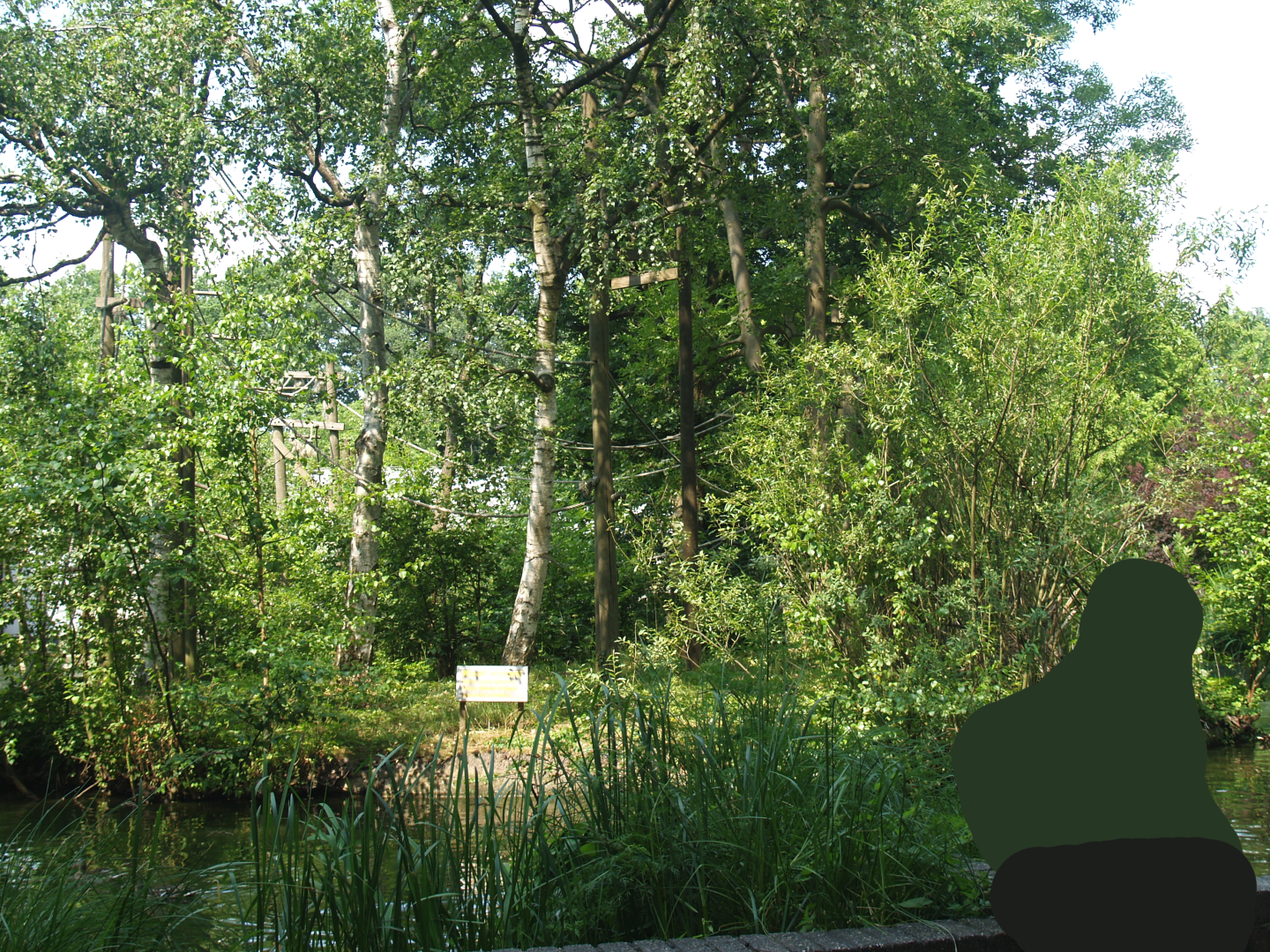 Lar gibbon island, 2006-07-08