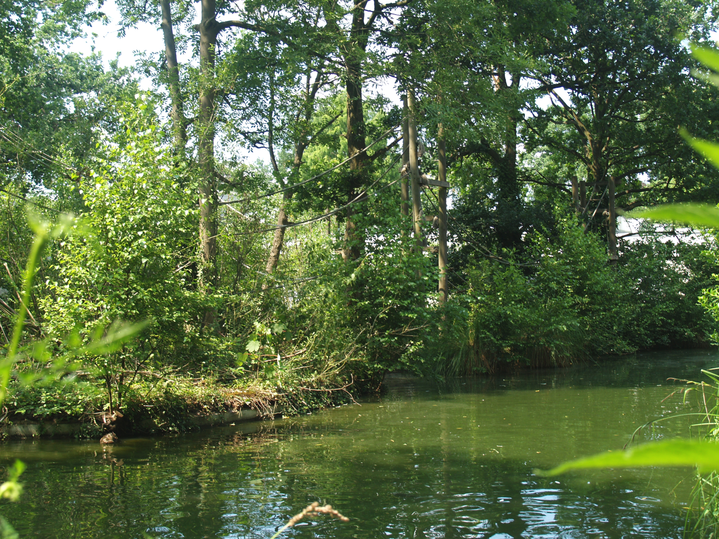 Lar gibbon island, 2006-07-08