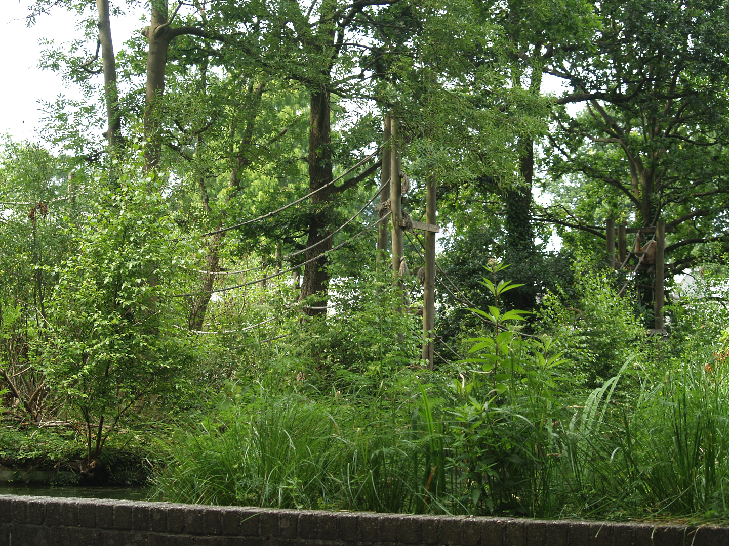 Lar gibbon island, 2006-07-08