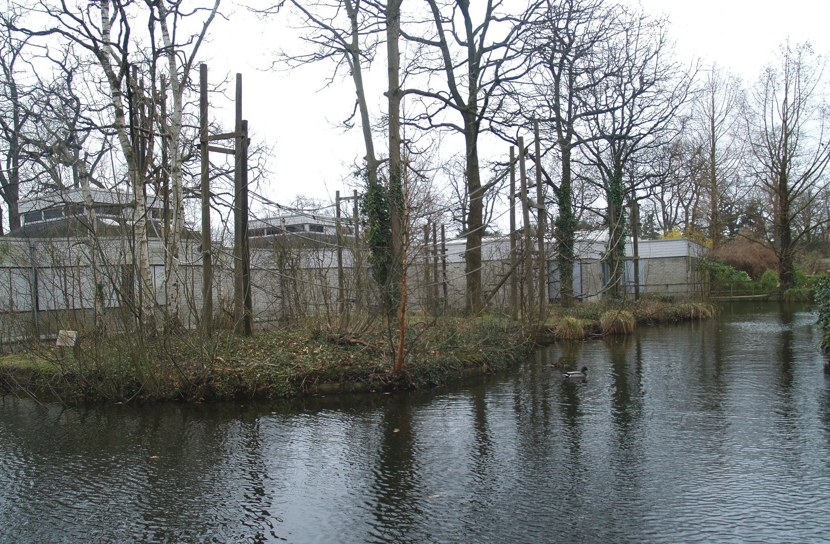 Lar gibbon island, 2008-03-01