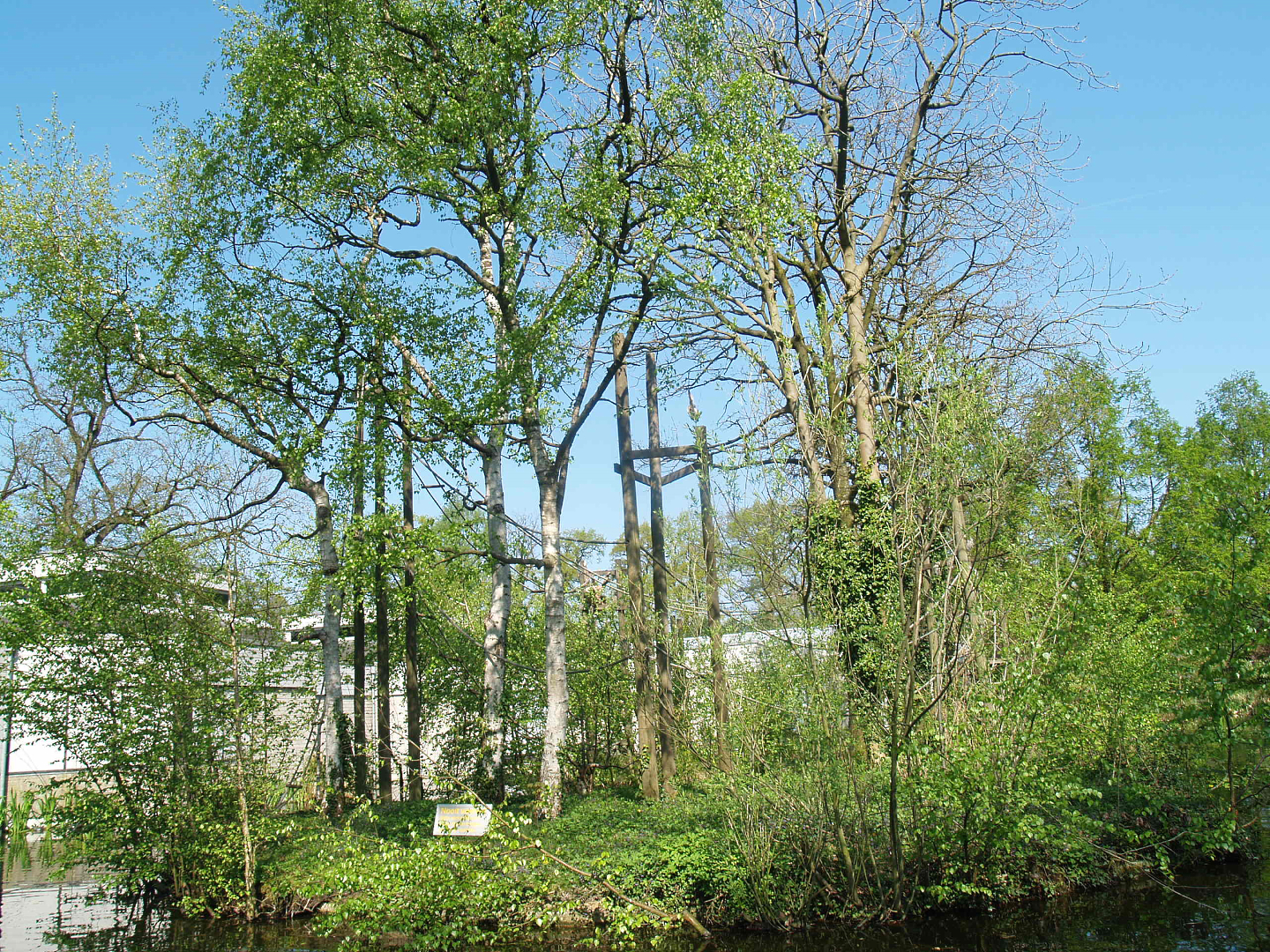 Lar gibbon island, 2009-04-19