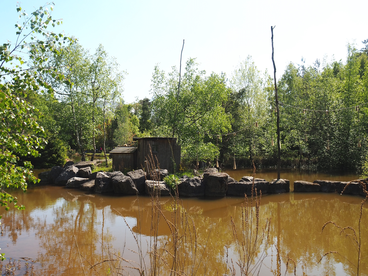 Lar gibbon island, 2023-05-19