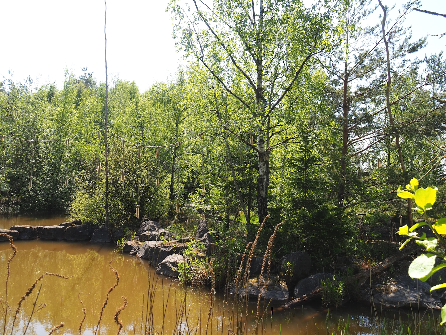 Lar gibbon island, 2023-05-19