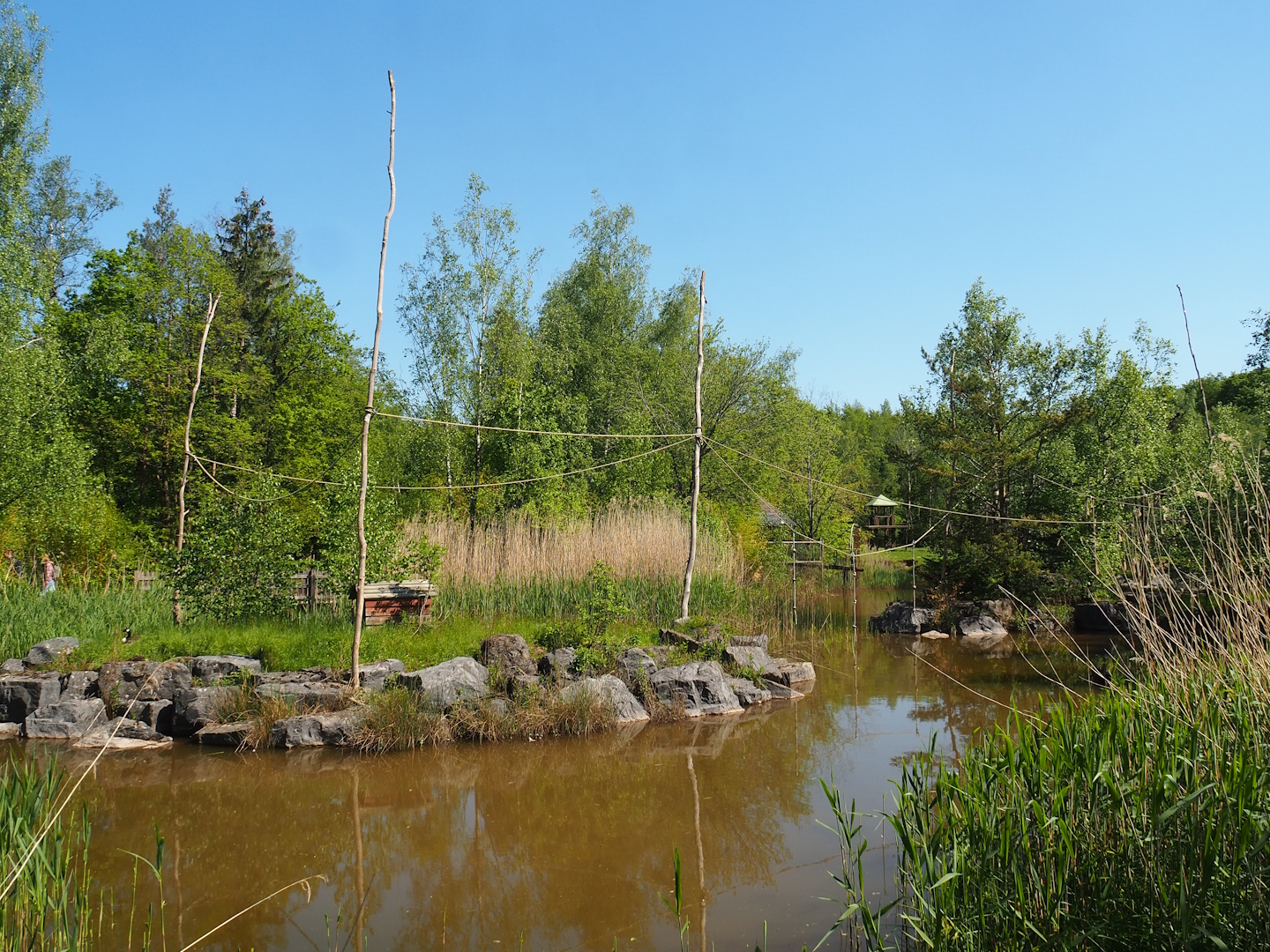 Lar gibbon island, 2023-05-19