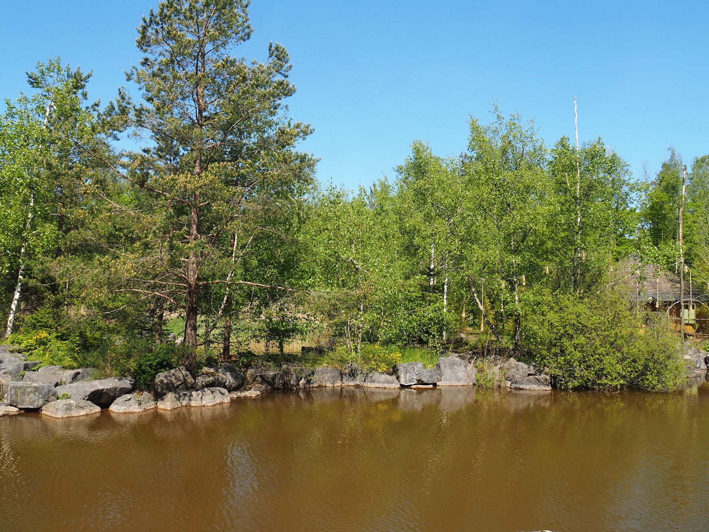 Lar gibbon island, 2023-05-19