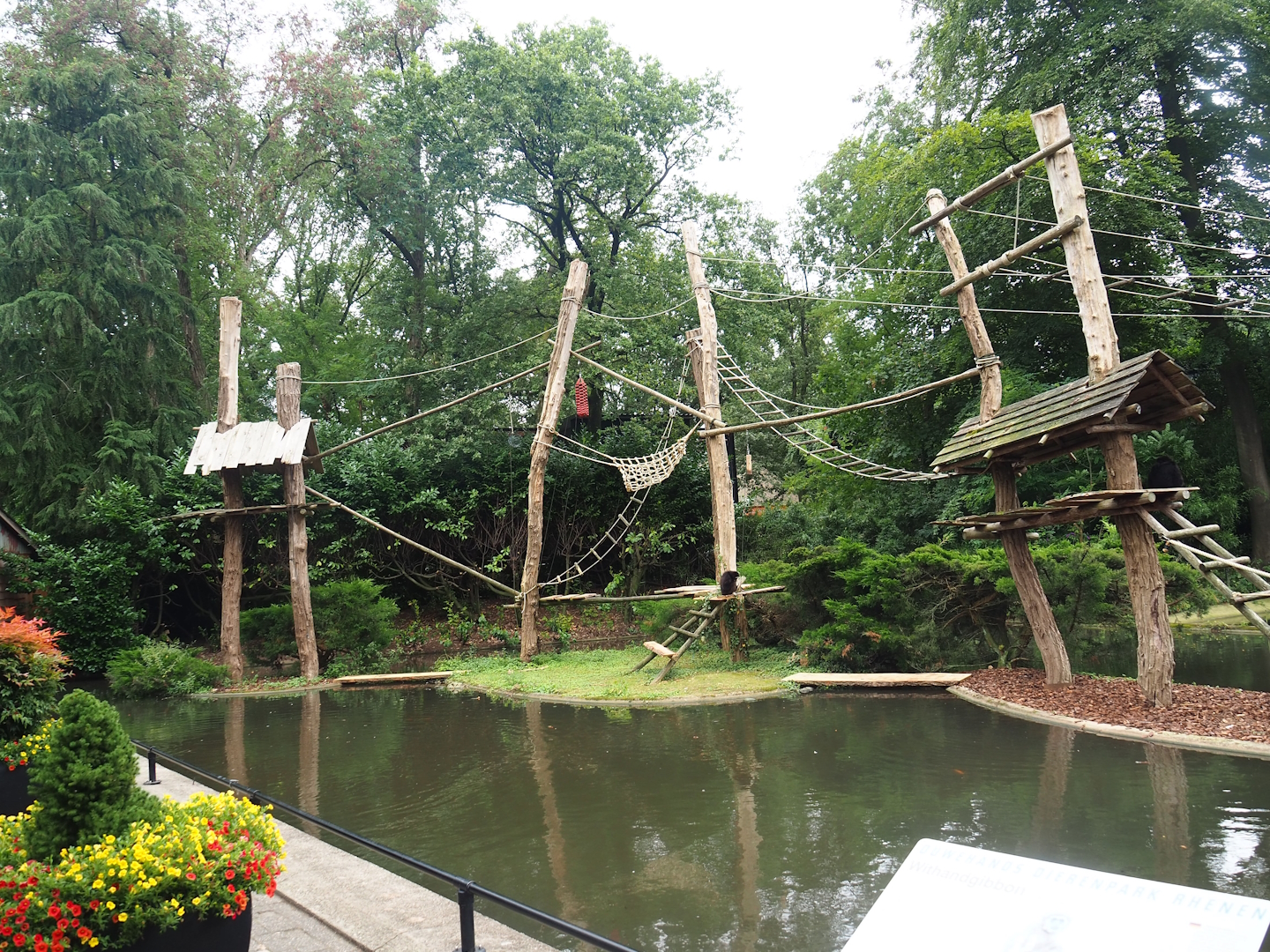 Lar gibbon island, 2023-08-17