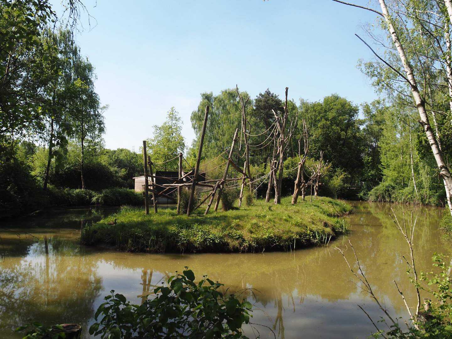 Lar gibbon island, 2025-04-30