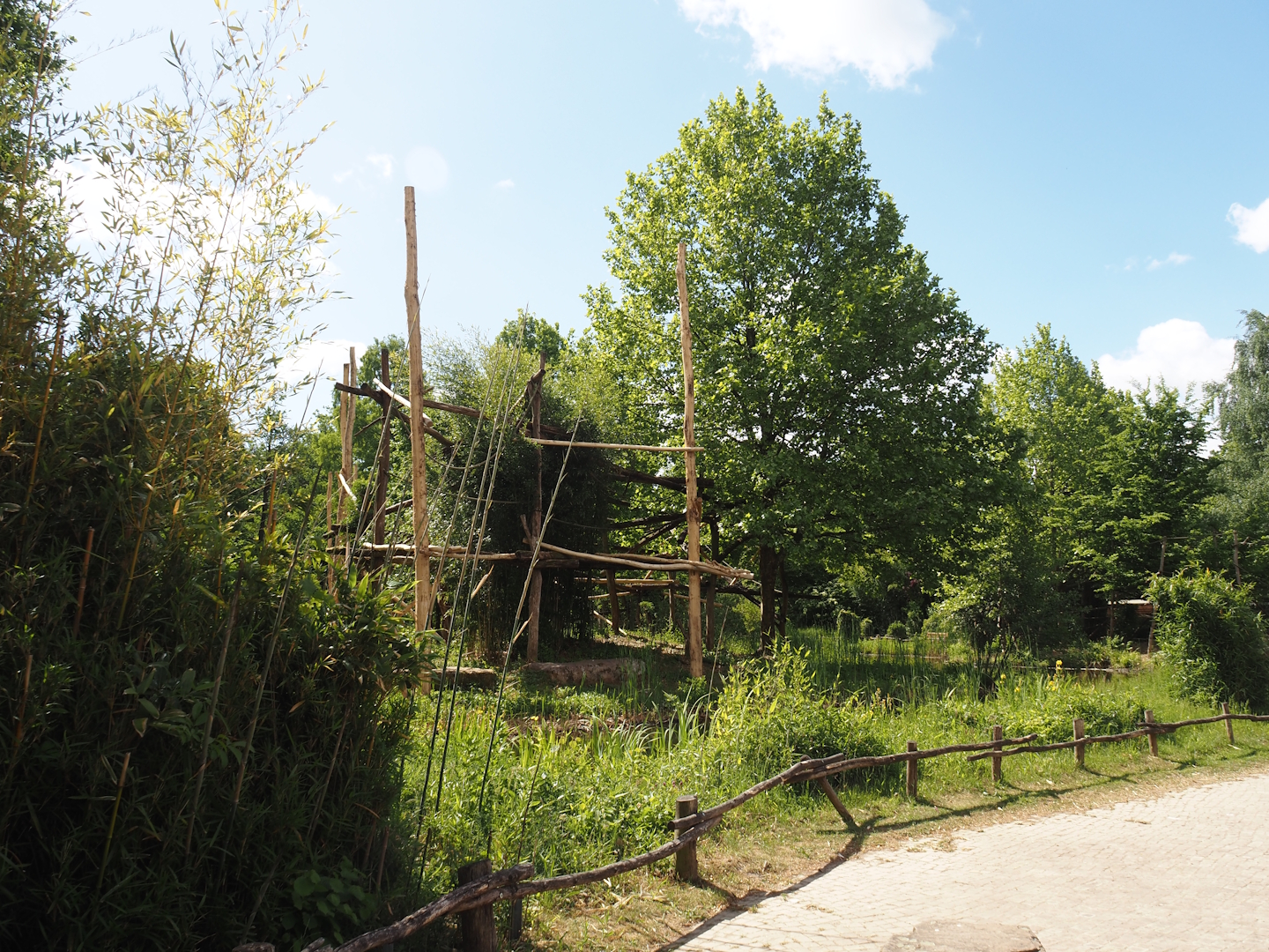 Lar gibbon island, 2025-05-22