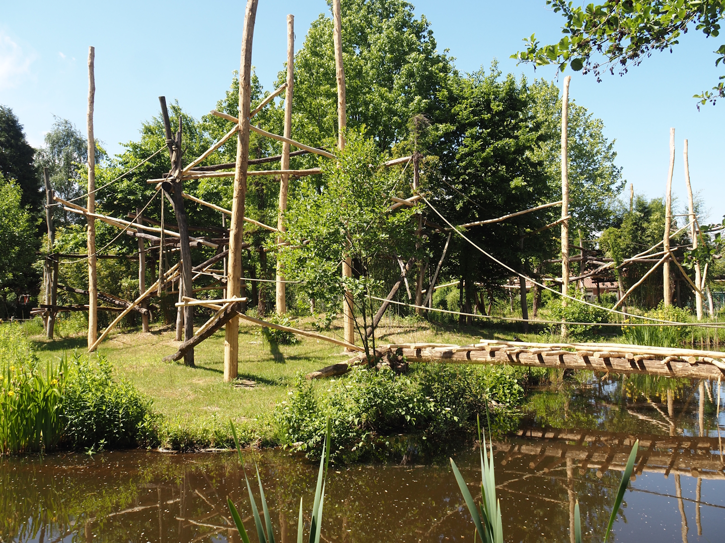 Lar gibbon island, 2025-05-22