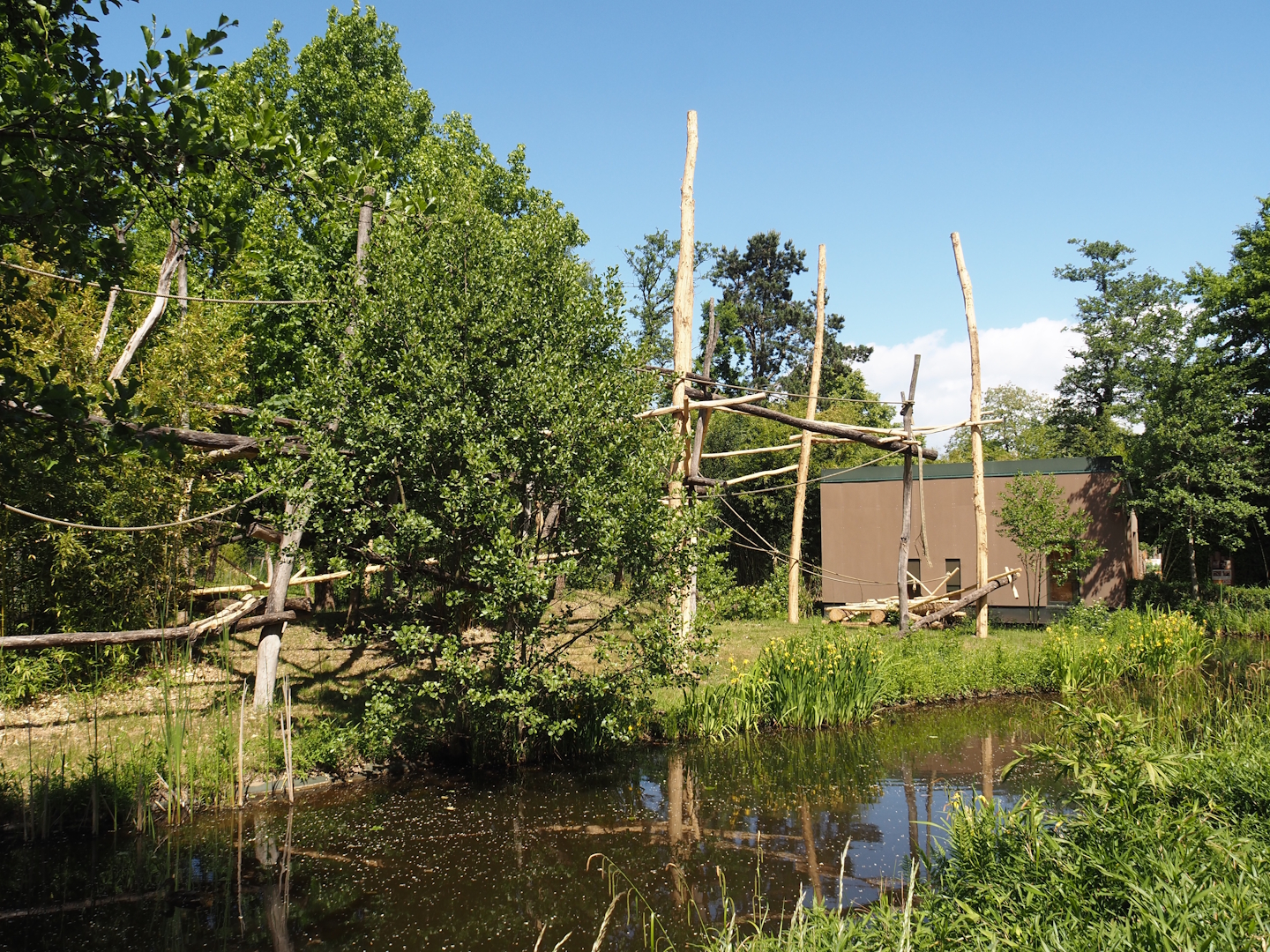 Lar gibbon island, 2025-05-22