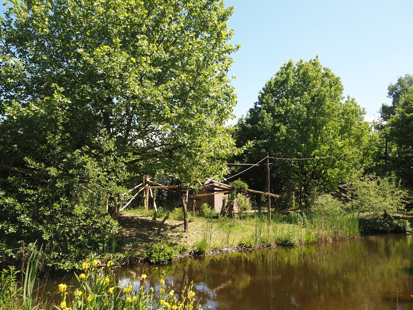 Lar gibbon island, 2025-05-22