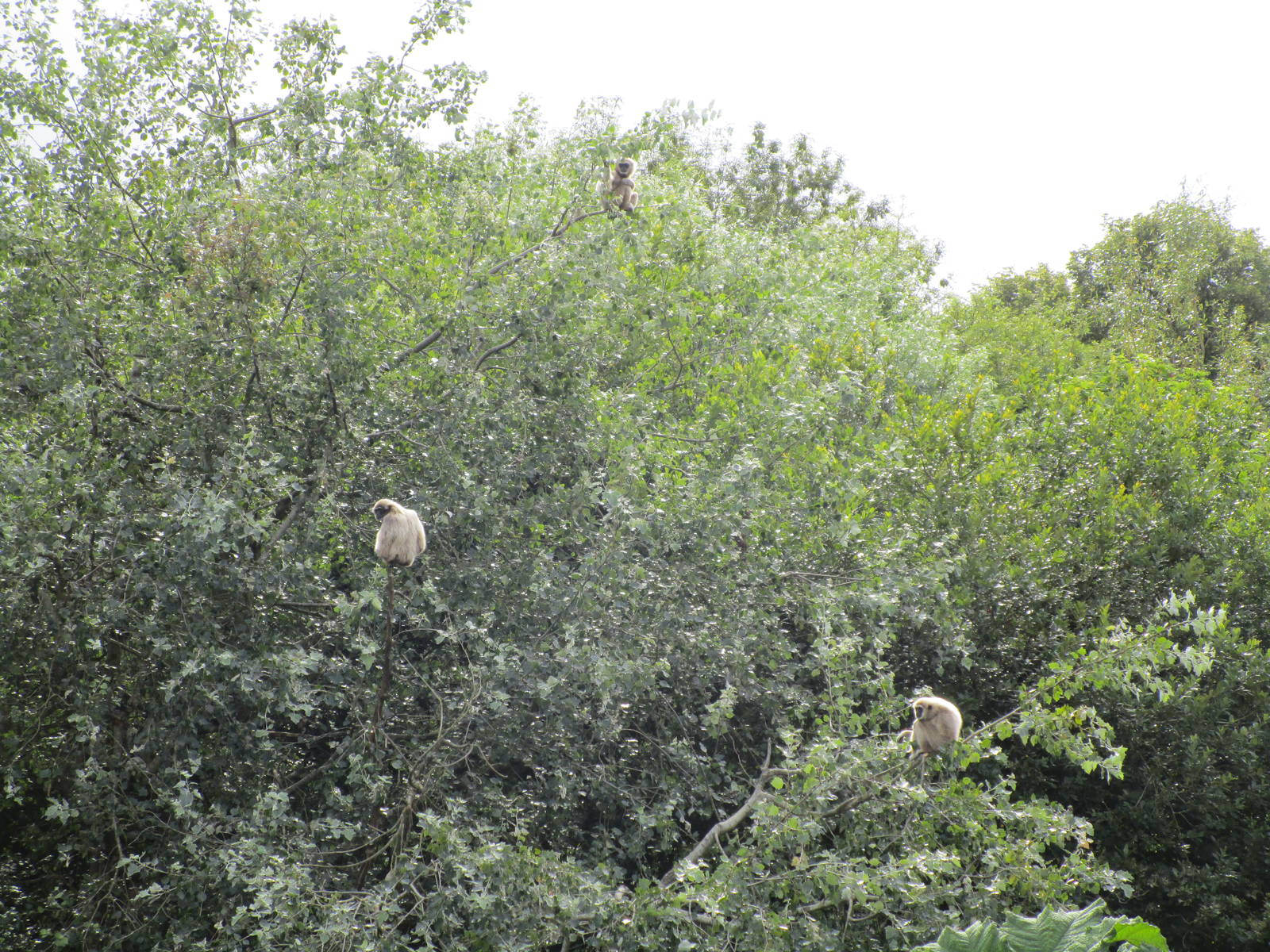Lar Gibbon Island - 3/8/15