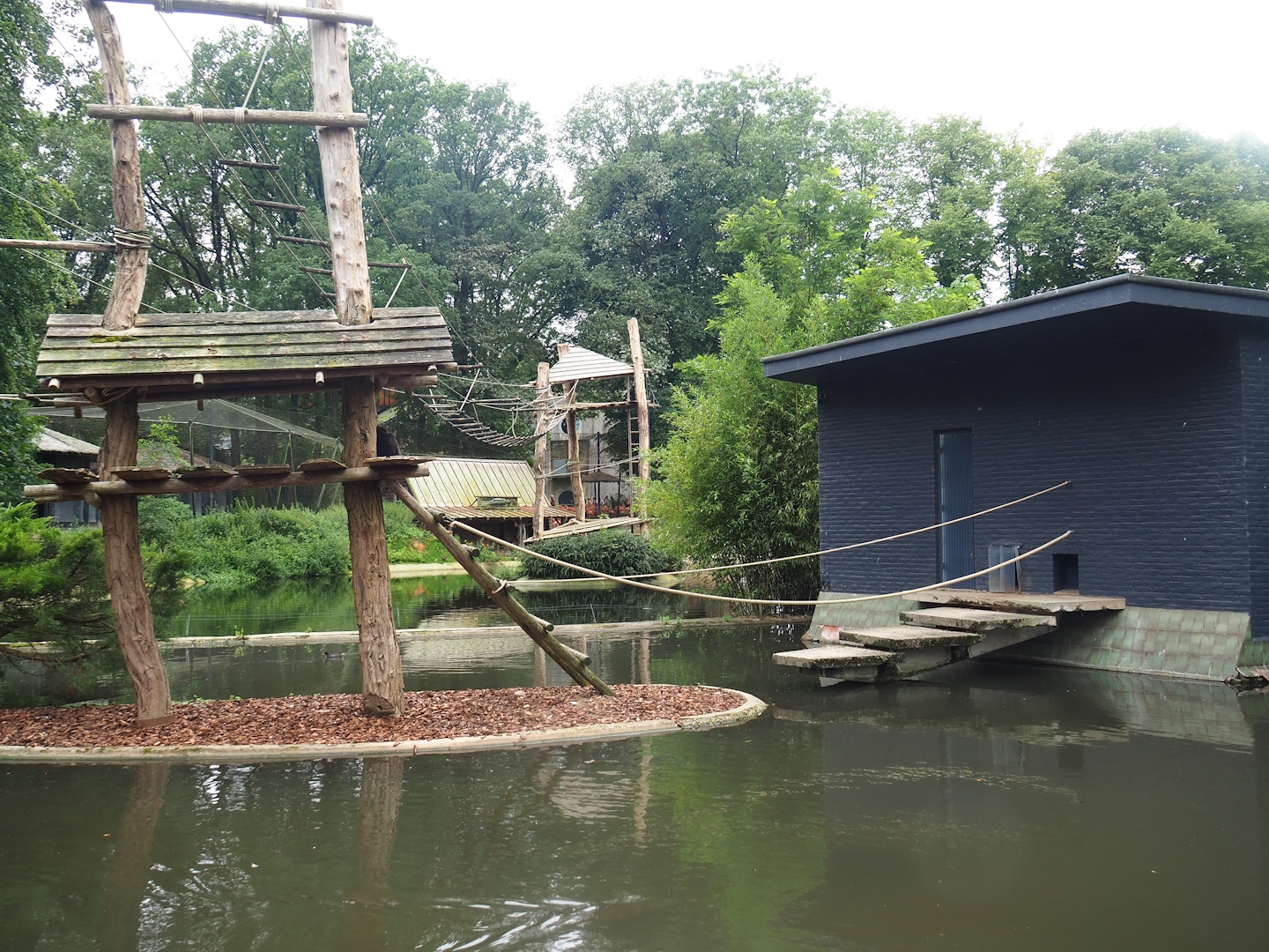 Lar gibbon island and house, 2023-08-17