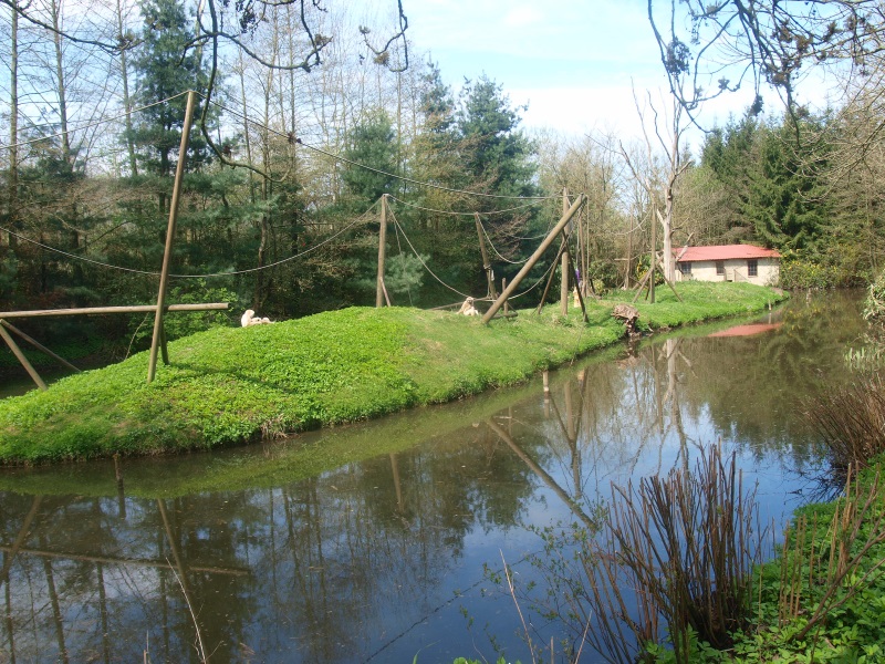 Lar gibbon island (April 19th, 2015)