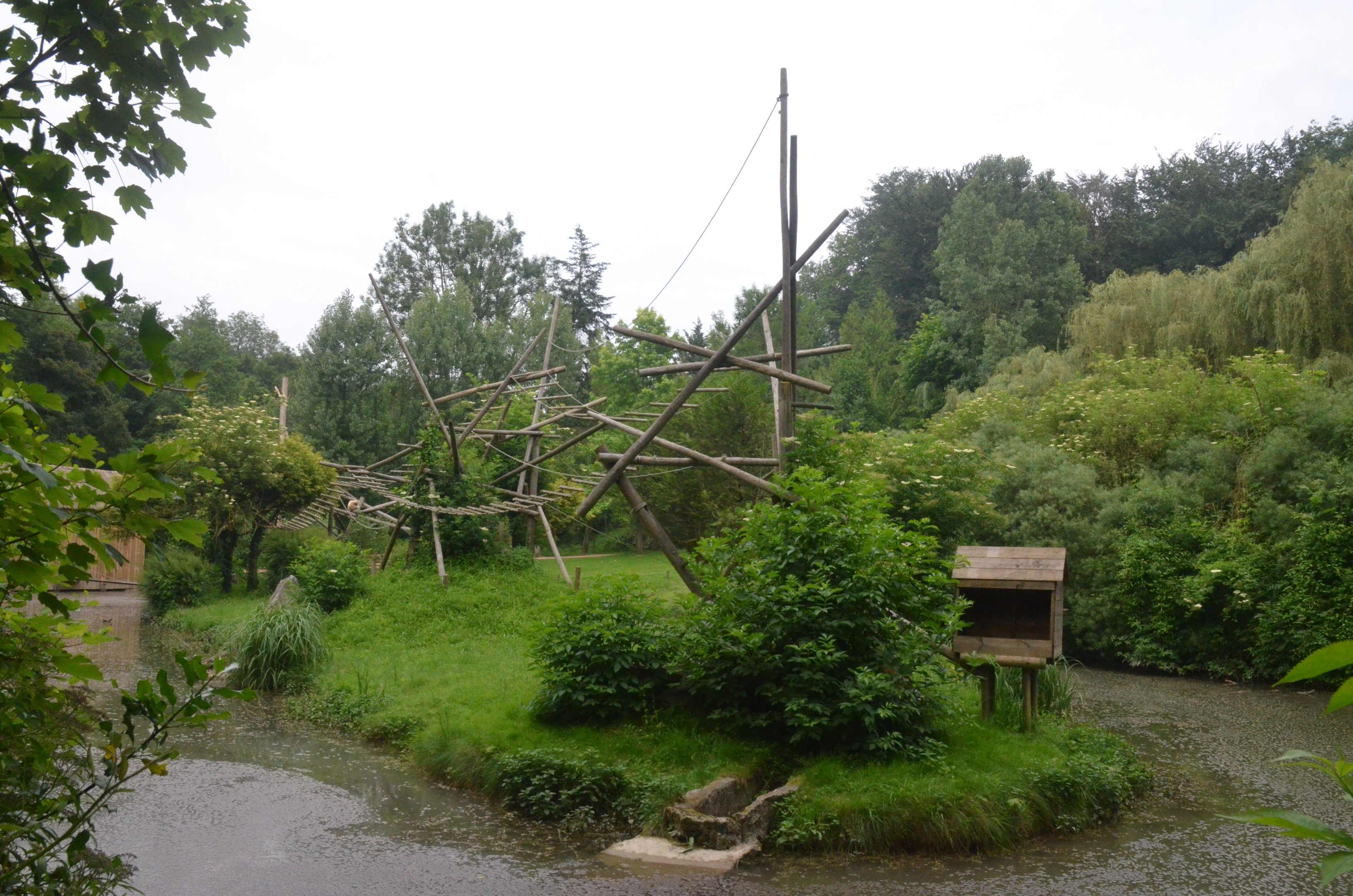 Lar Gibbon Island at CERZA, 10/06/18