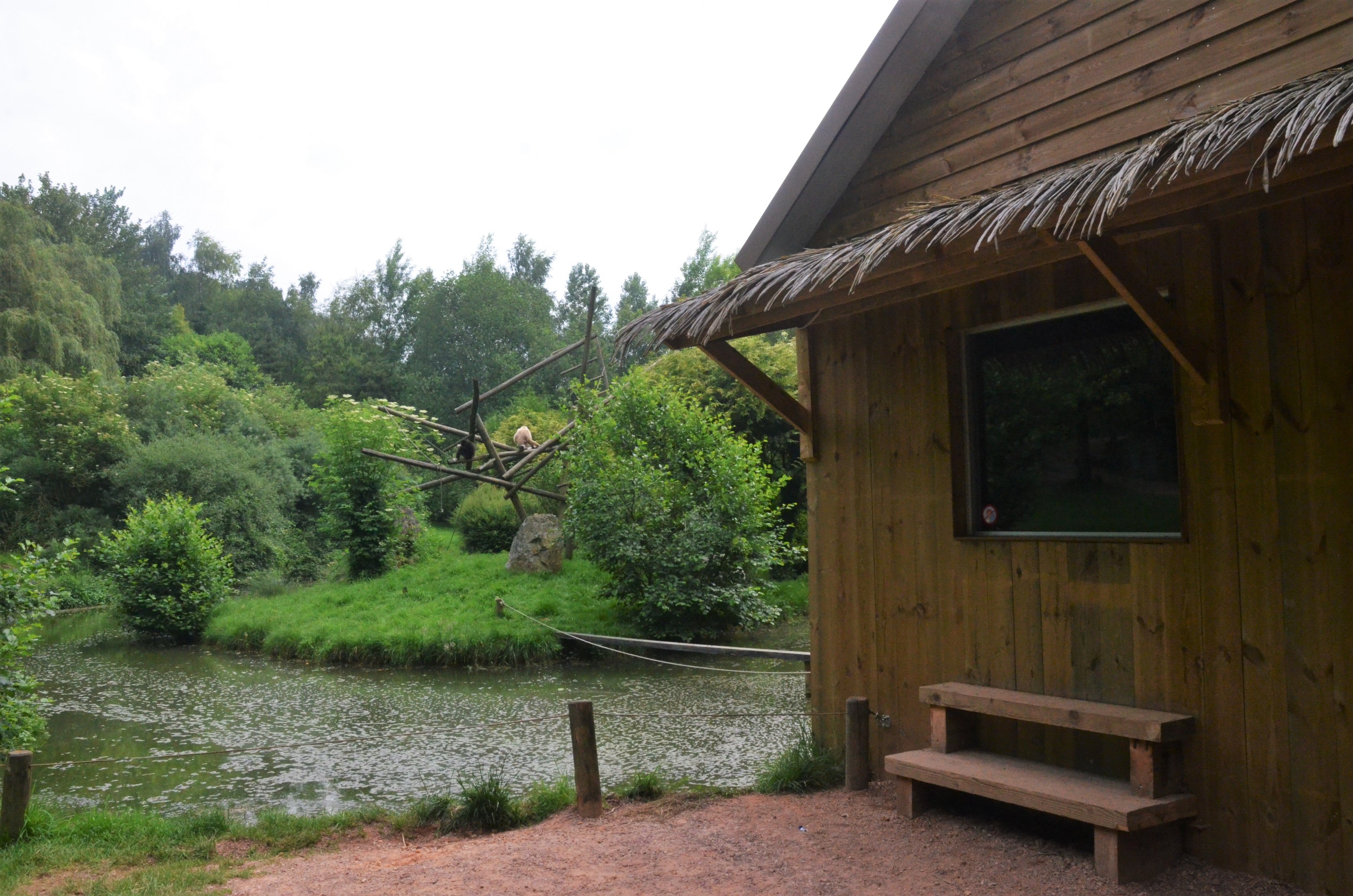 Lar Gibbon Island at CERZA, 10/06/18