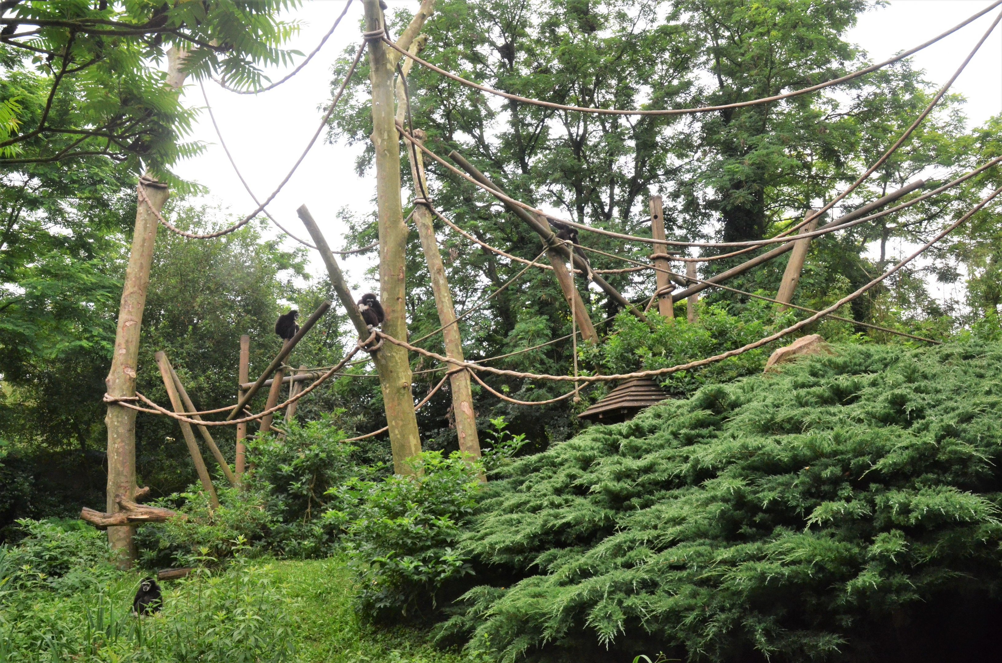 Lar Gibbon Island at Doué-la-Fontaine, 15/06/18