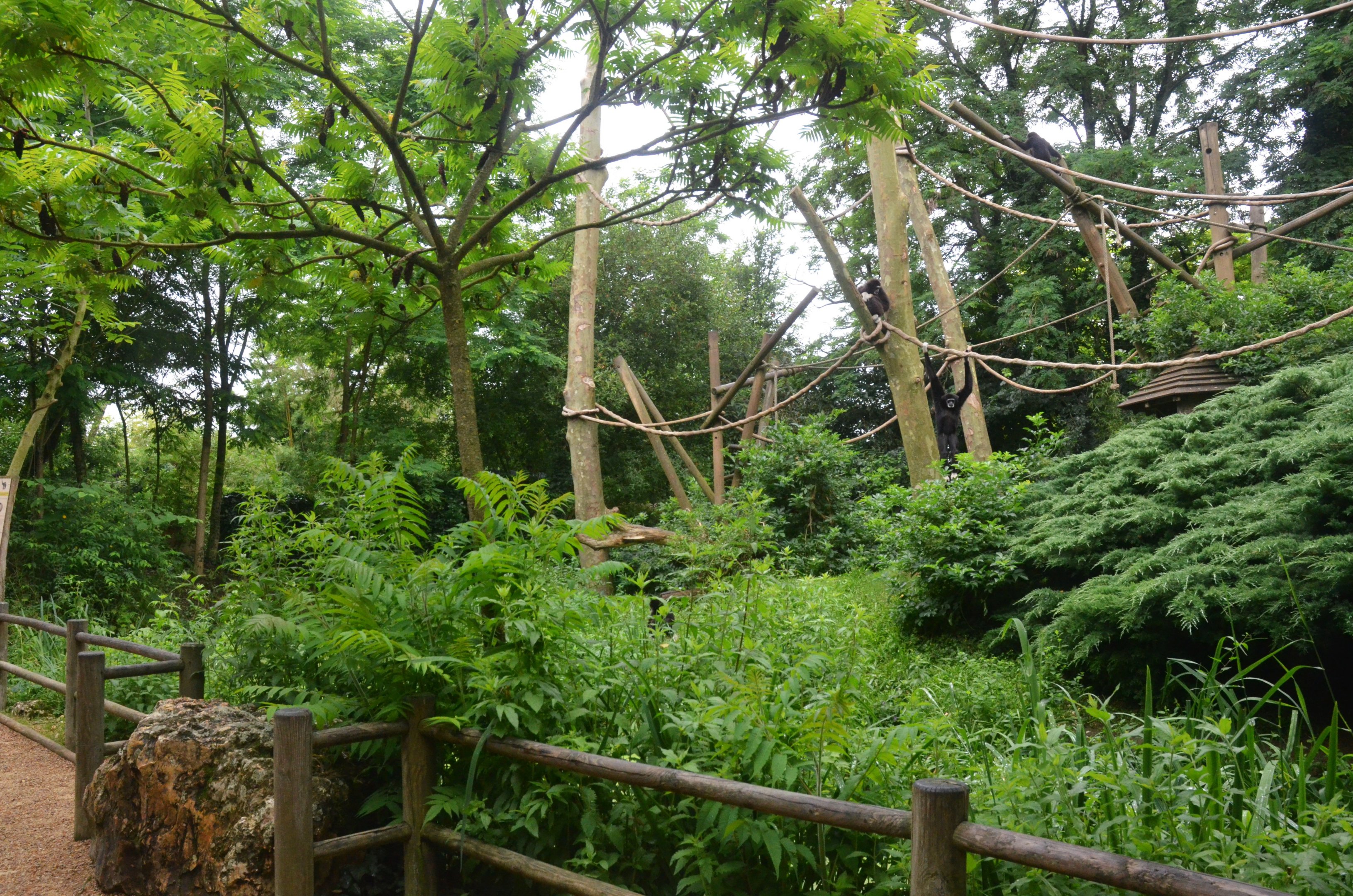 Lar Gibbon Island at Doué-la-Fontaine, 15/06/18