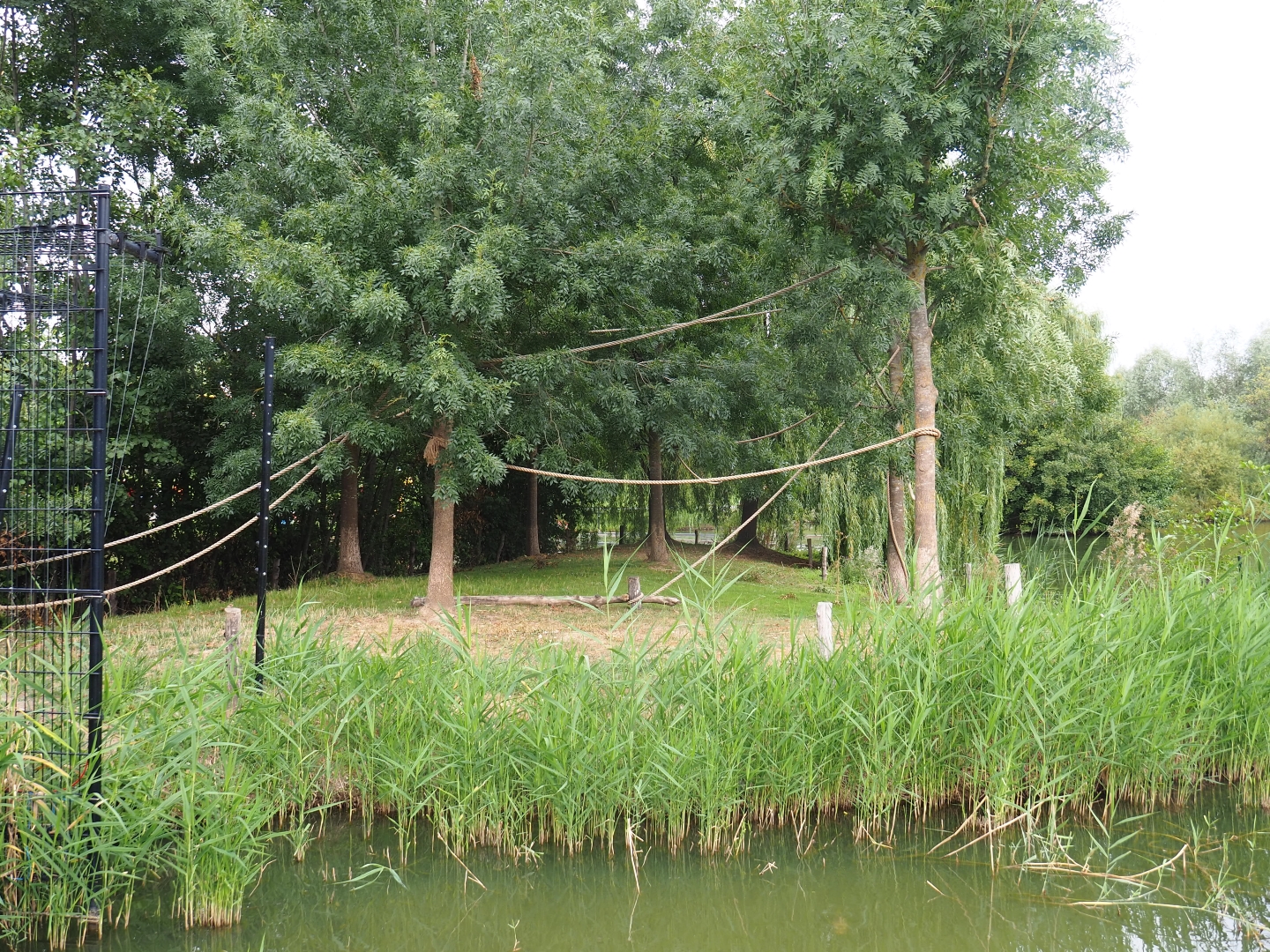 Lar gibbon island (Aug 28th, 2018)