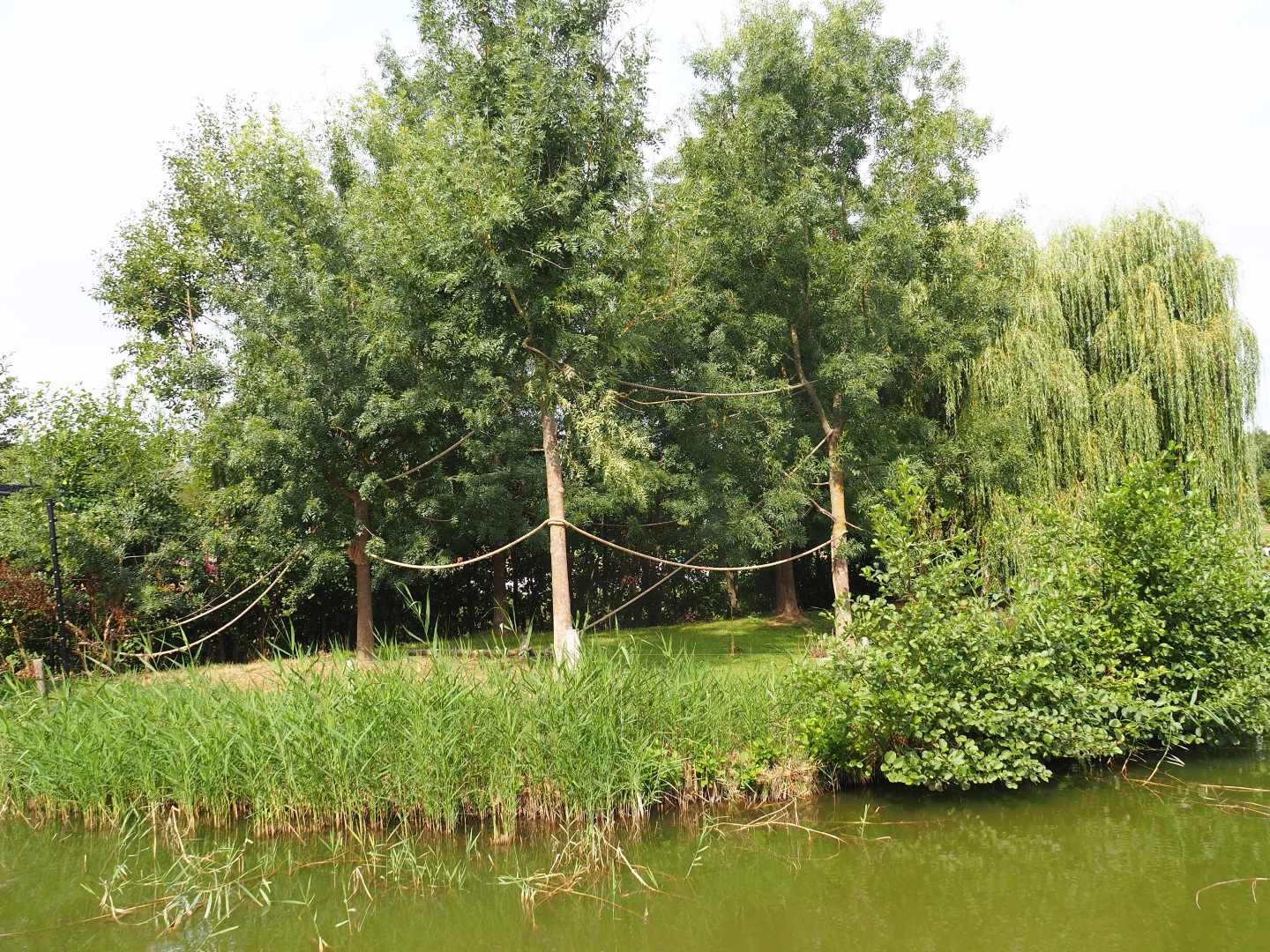 Lar gibbon island (Aug 28th, 2018)