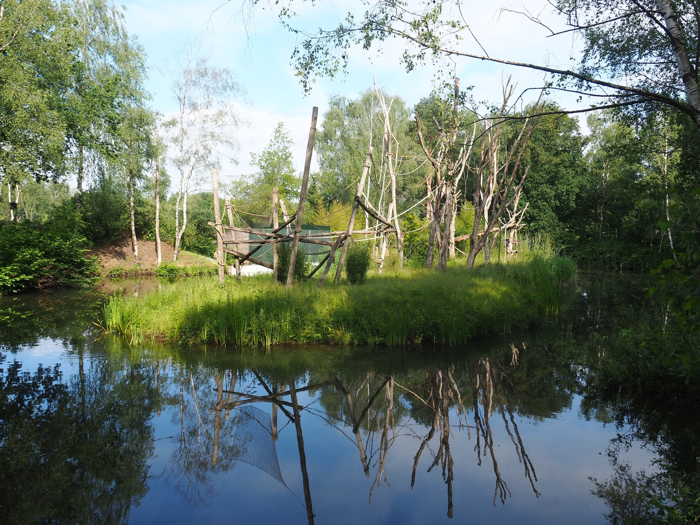 Lar gibbon island between car park and walking safari, 2022-06-12