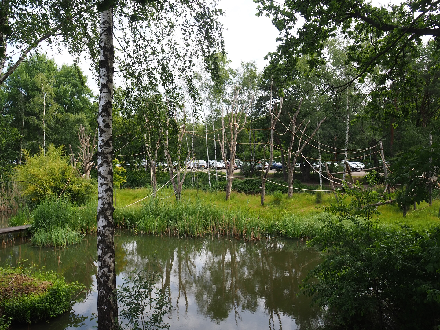 Lar gibbon island between car park and walking safari, 2022-06-12