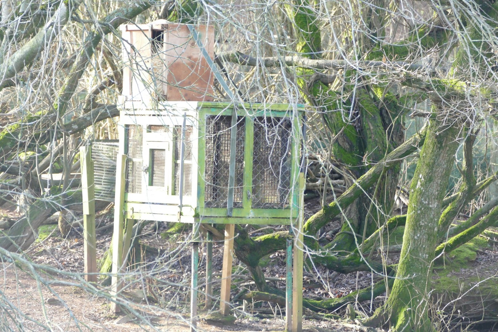 Lar gibbon island, January 2019