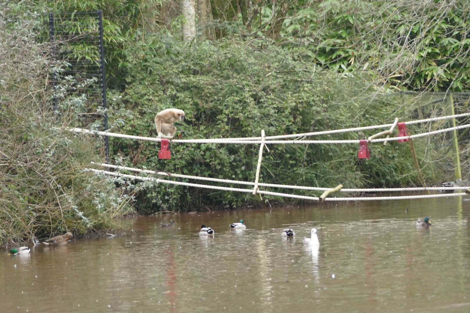 Lar Gibbon, January 2022