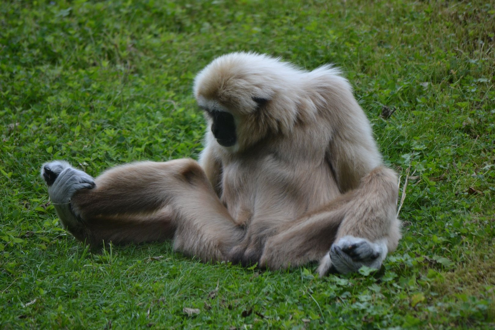 Lar Gibbon - June 2016