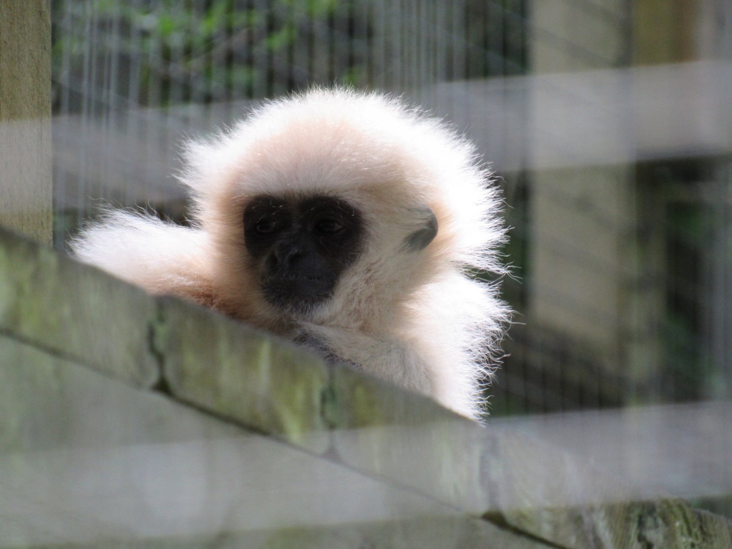 Lar Gibbon juvenile