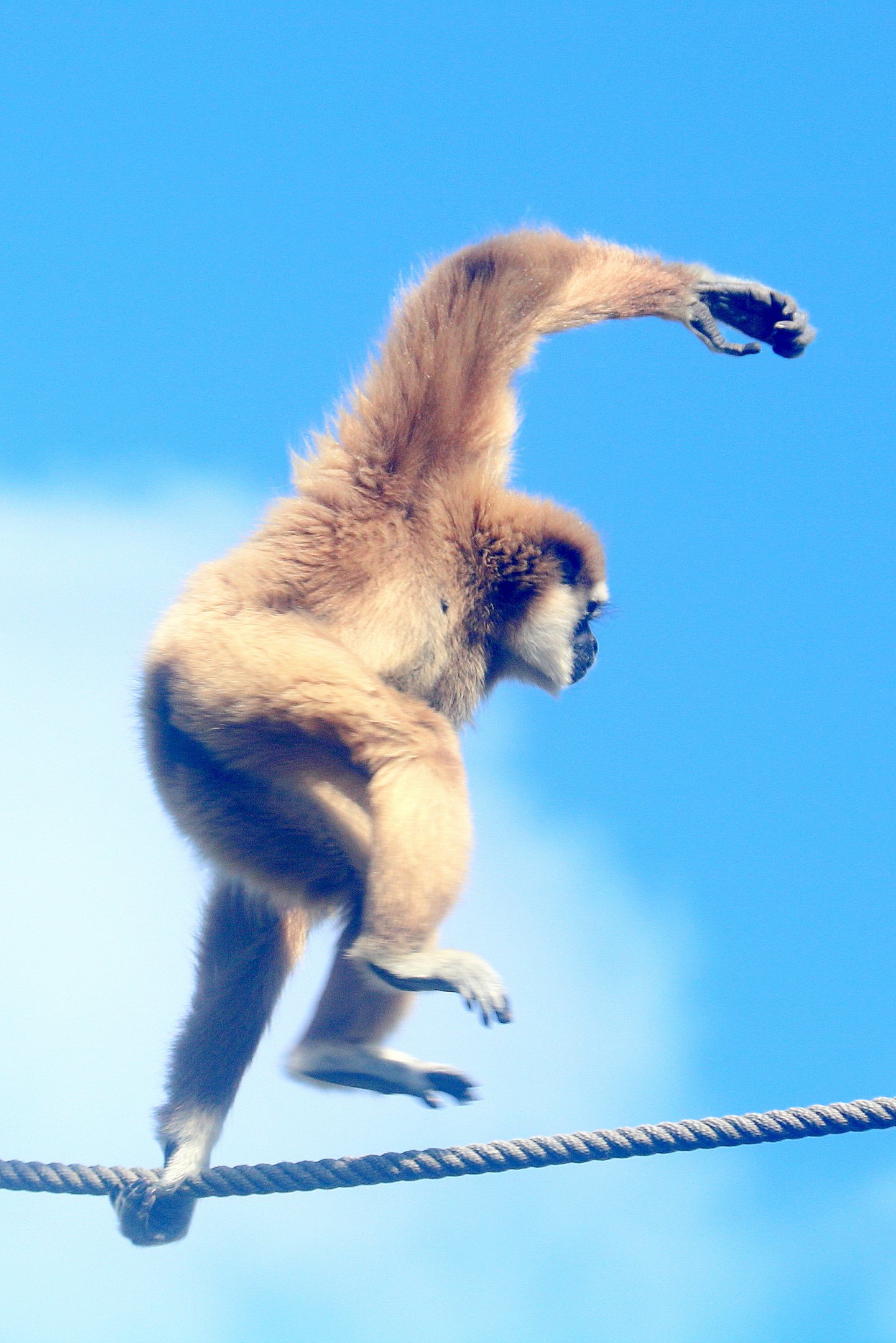 Lar gibbon; Lisbon; 6th April 2019