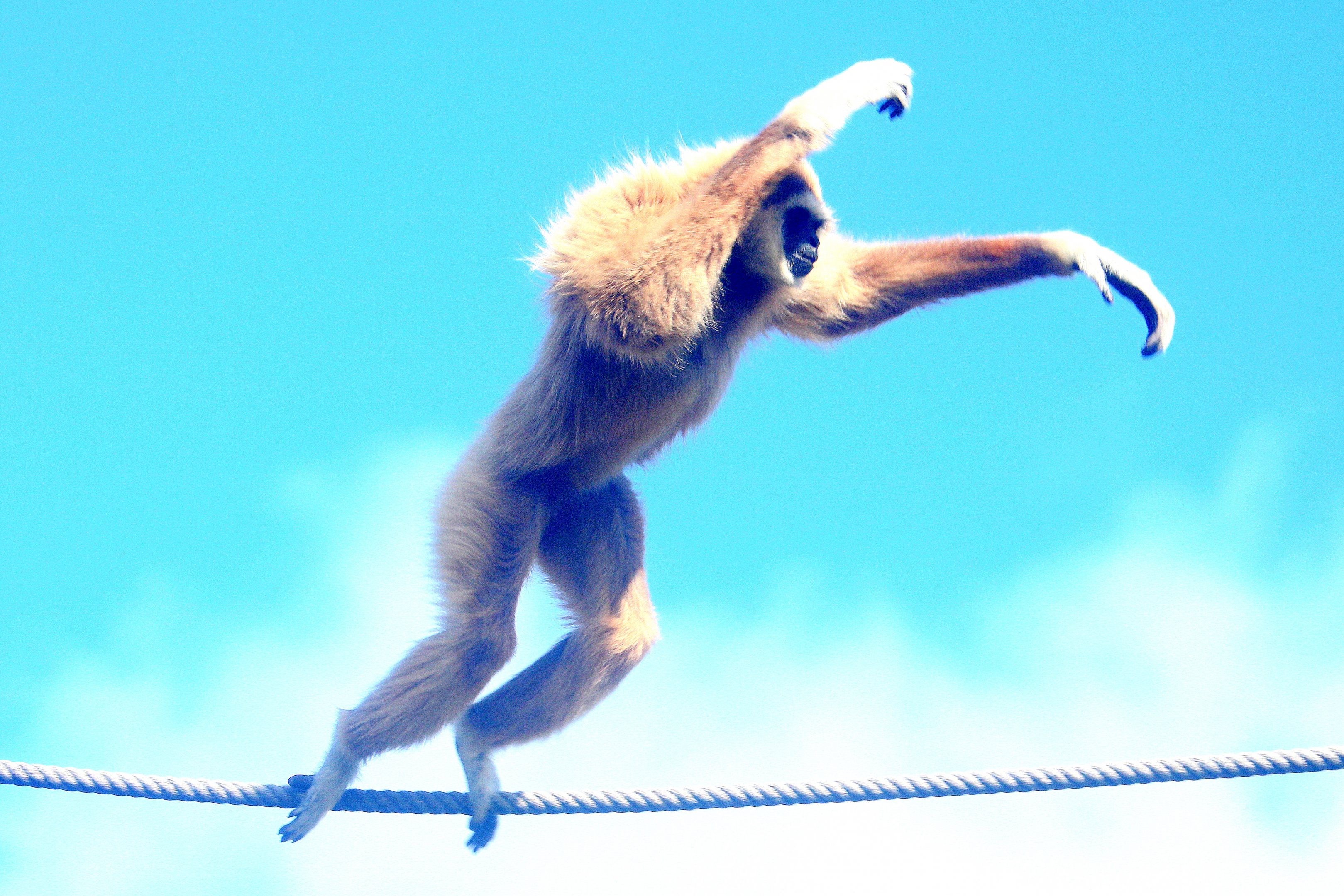 Lar gibbon; Lisbon; 6th April 2019