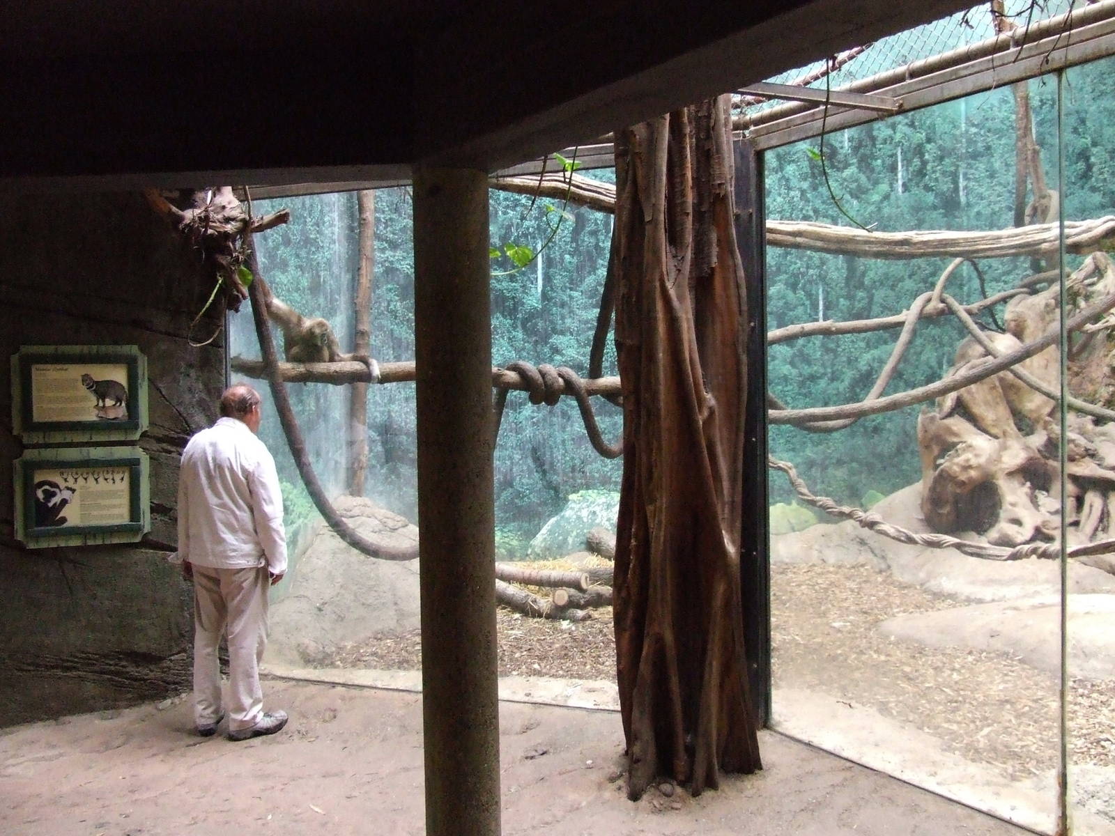 Lar Gibbon & Malayan Civet mixed exhibit