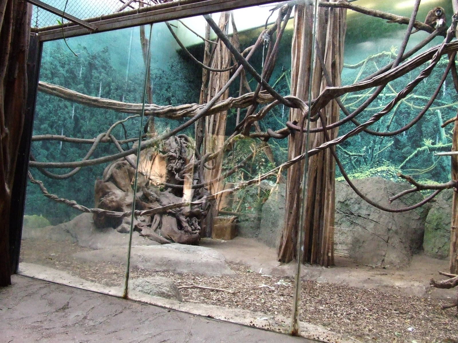 Lar Gibbon & Malayan Civet mixed exhibit