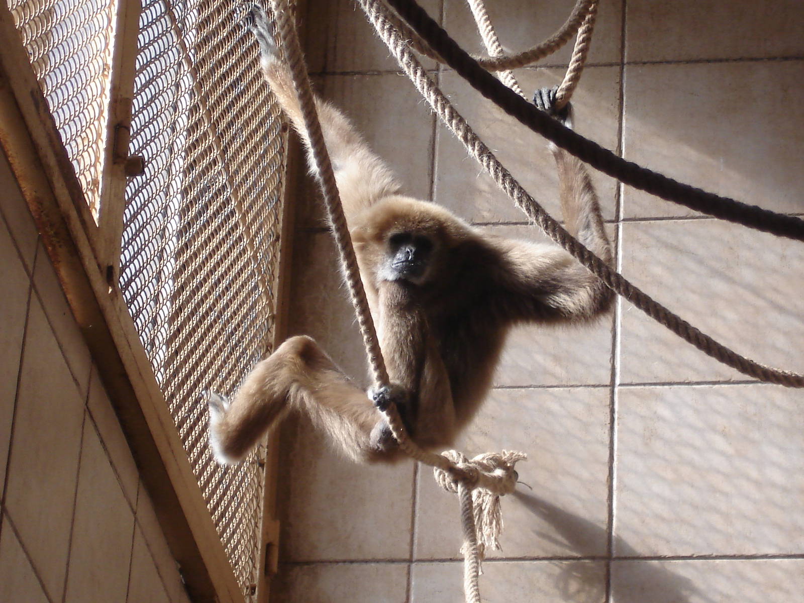 Lar Gibbon - male Robinson