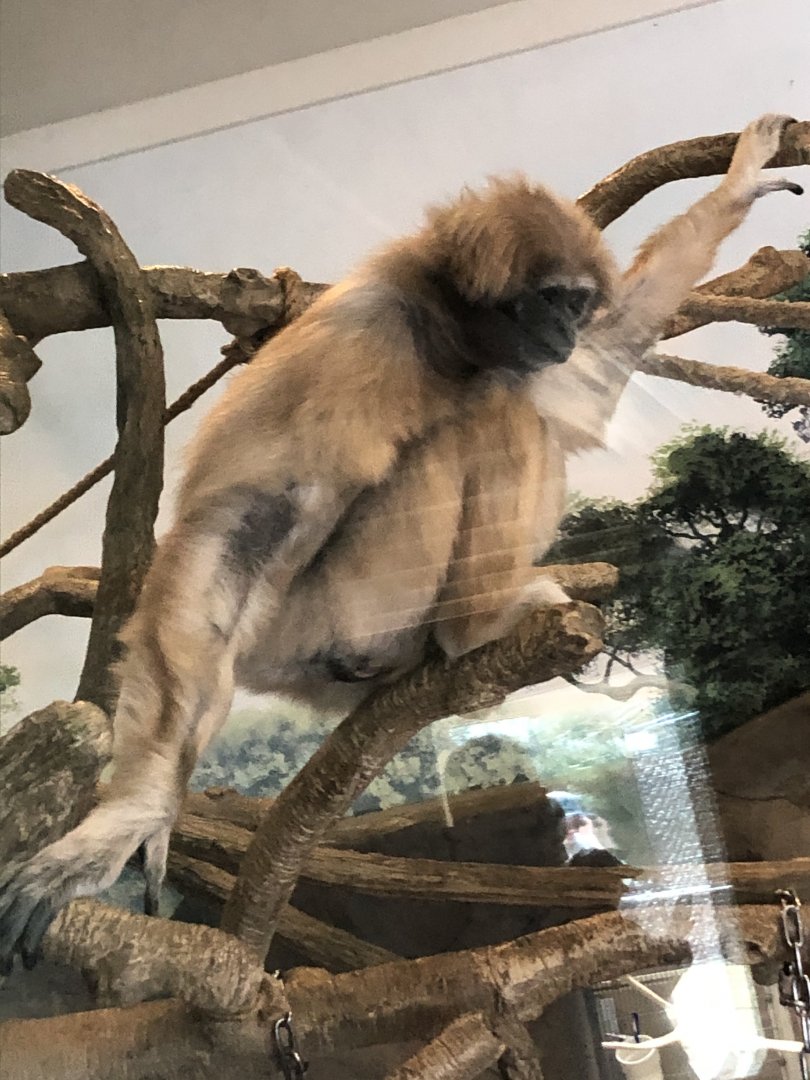 Lar Gibbon “Moe”