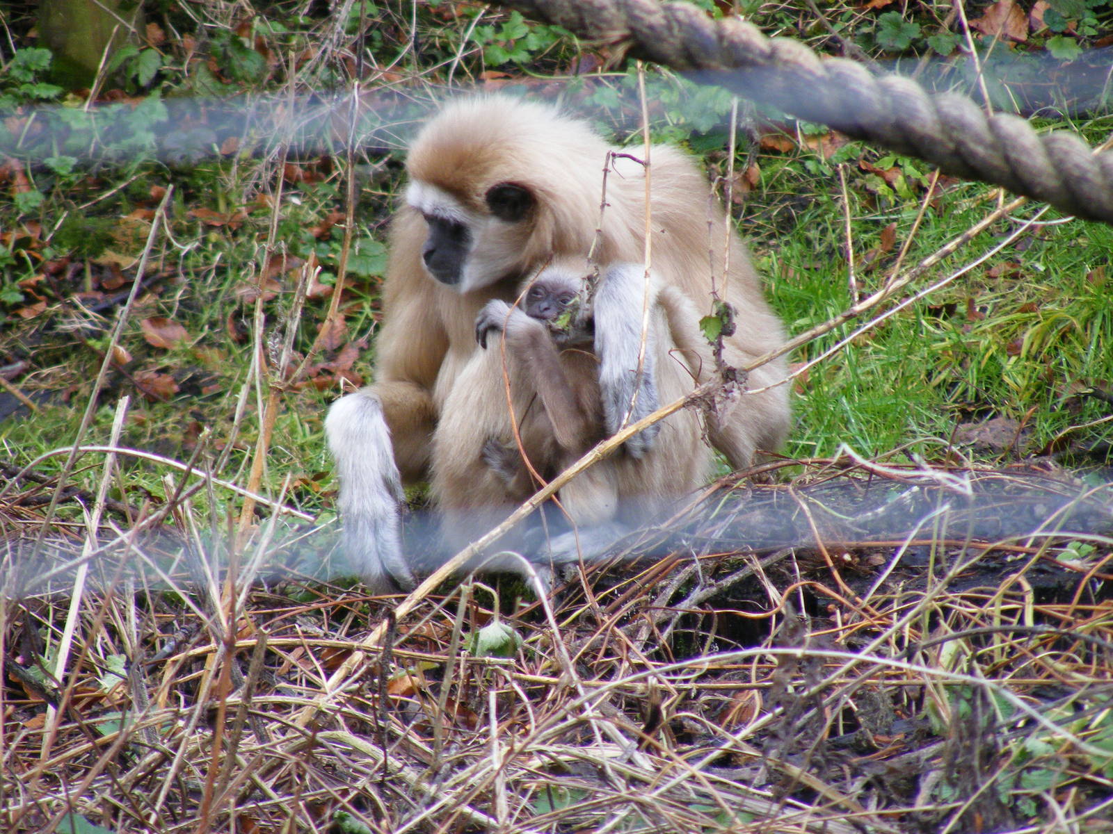Lar gibbon mother and baby at Dudley Zoo, 12 February 2010