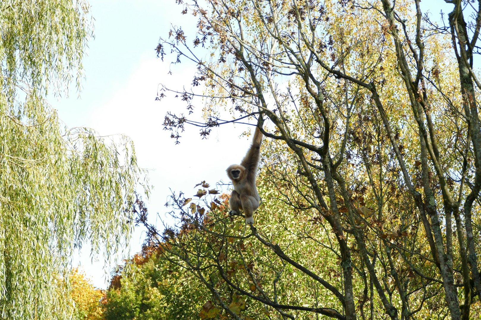 Lar gibbon, October 2022