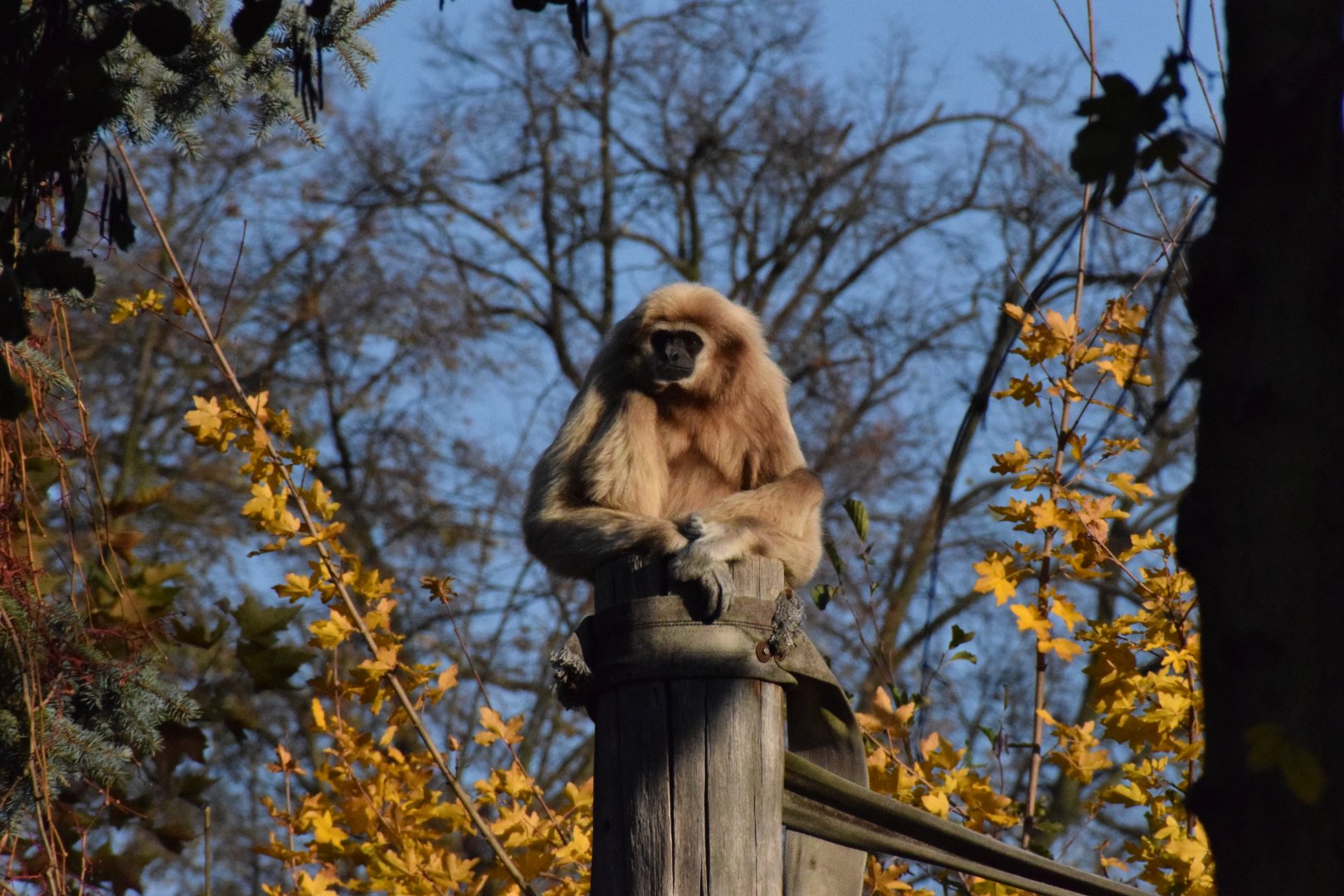 Lar gibbon - Oktober 2021