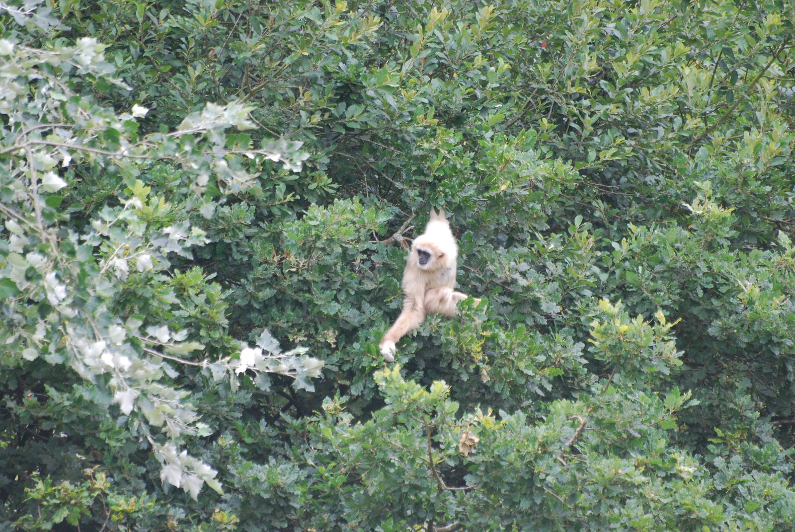Lar gibbon on island