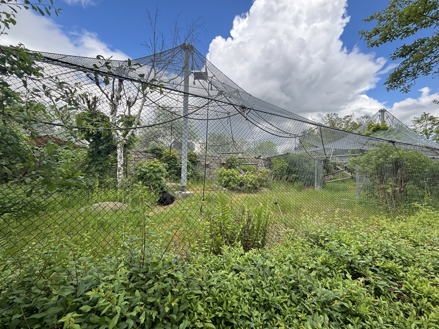 Lar Gibbon Outdoor Enclosure at Zoologischer Garten Hof