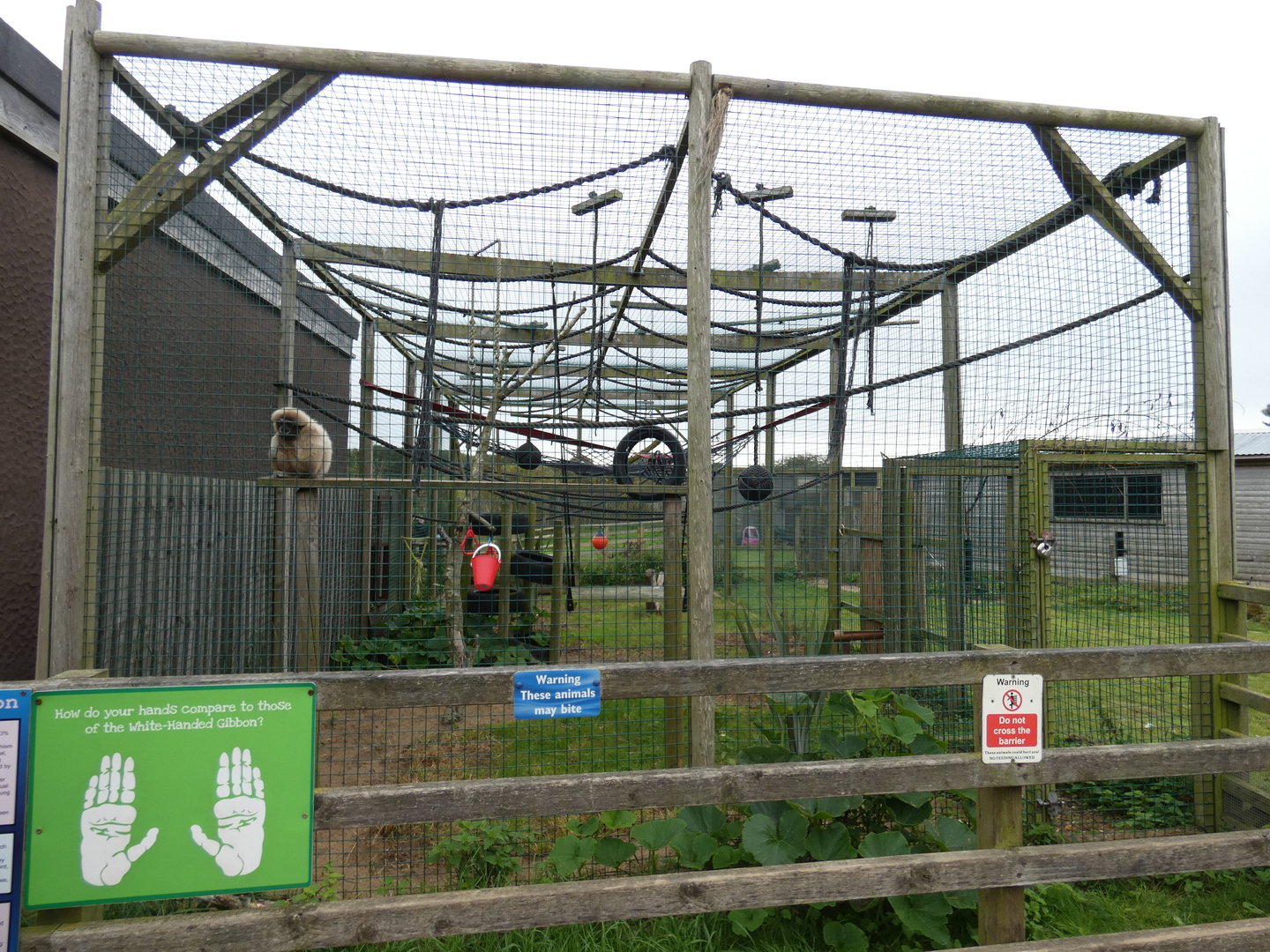 Lar gibbon outdoor enclosure
