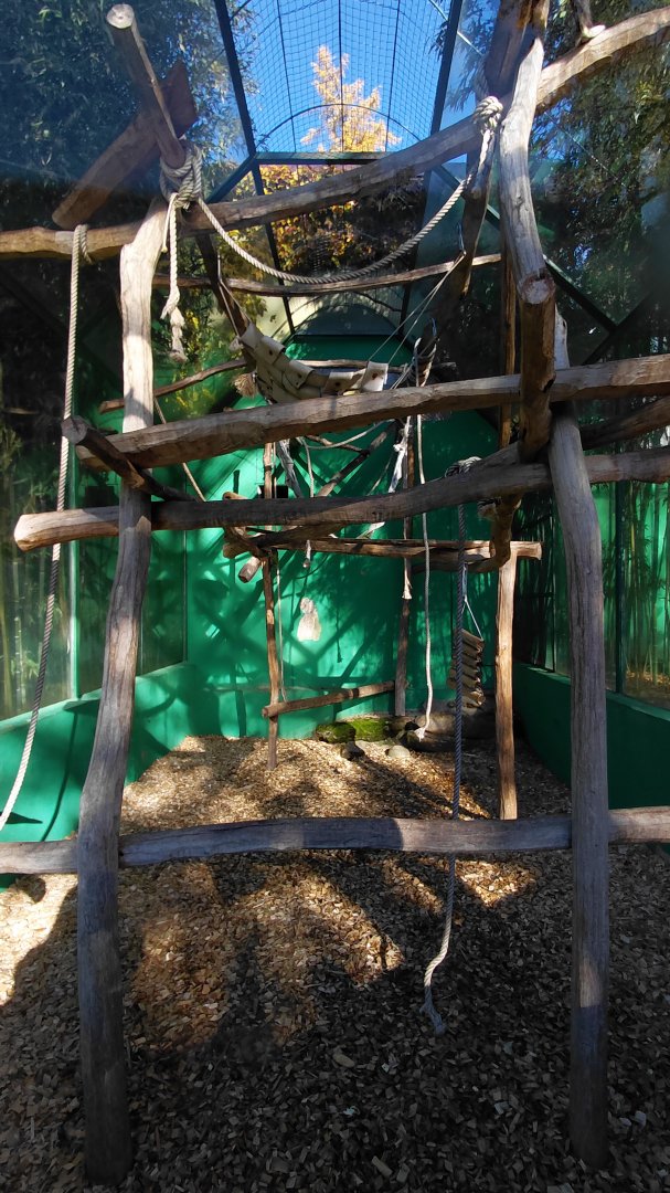 Lar gibbon outdoor exhibit