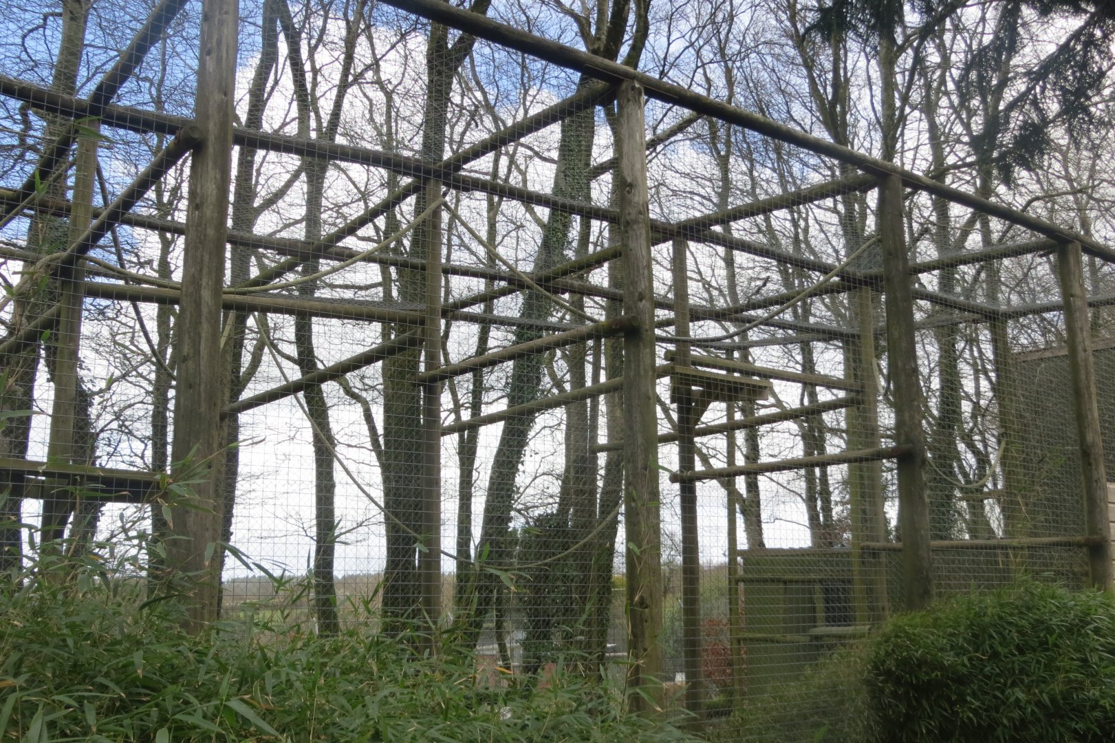 Lar gibbon outdoors 040319