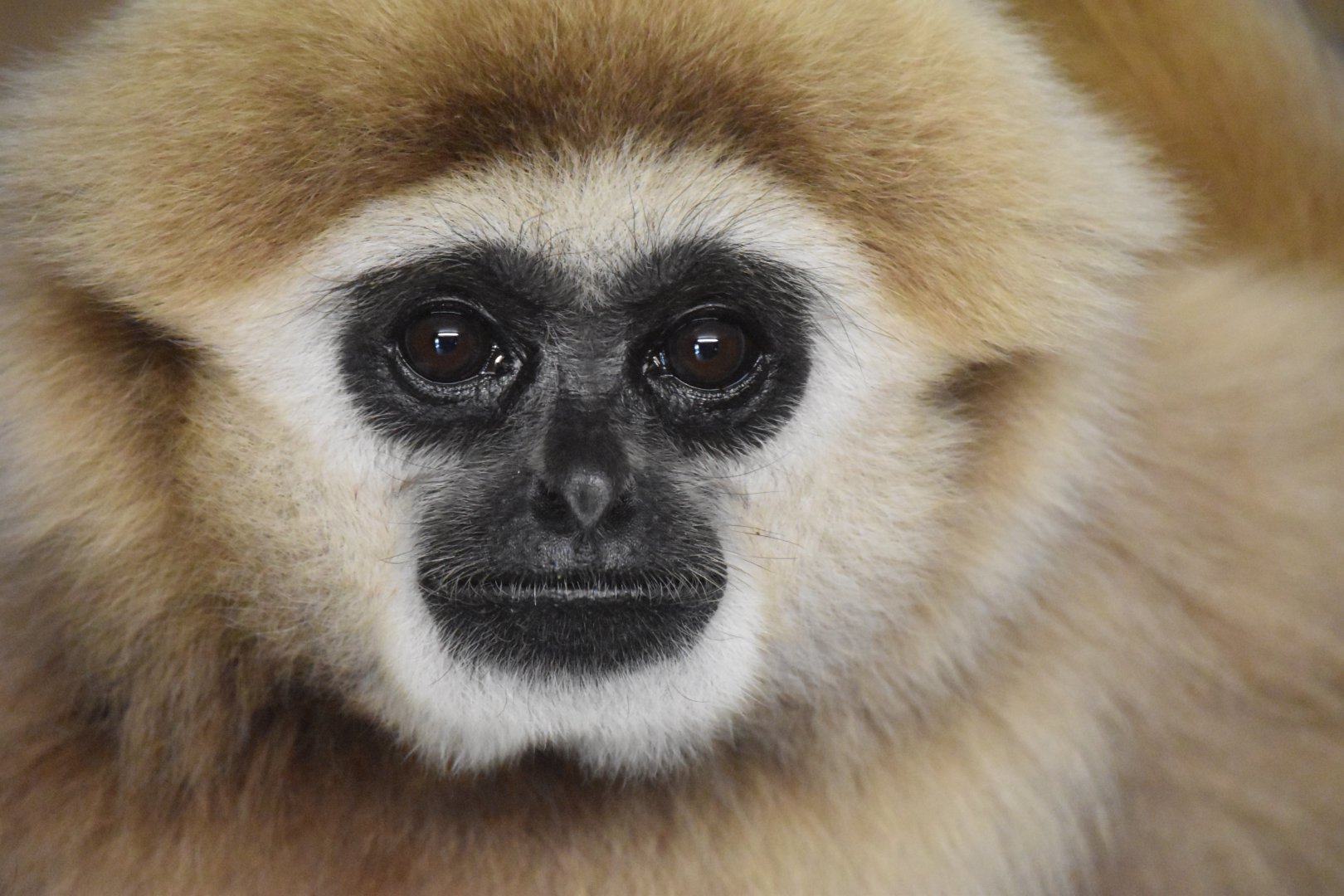 Lar gibbon portrait