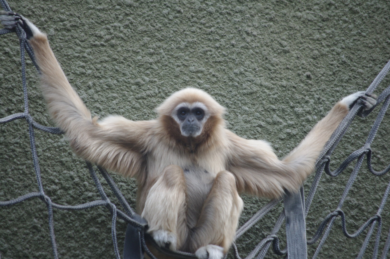 Lar Gibbon- Realm of The Red Ape- 4/4/2023