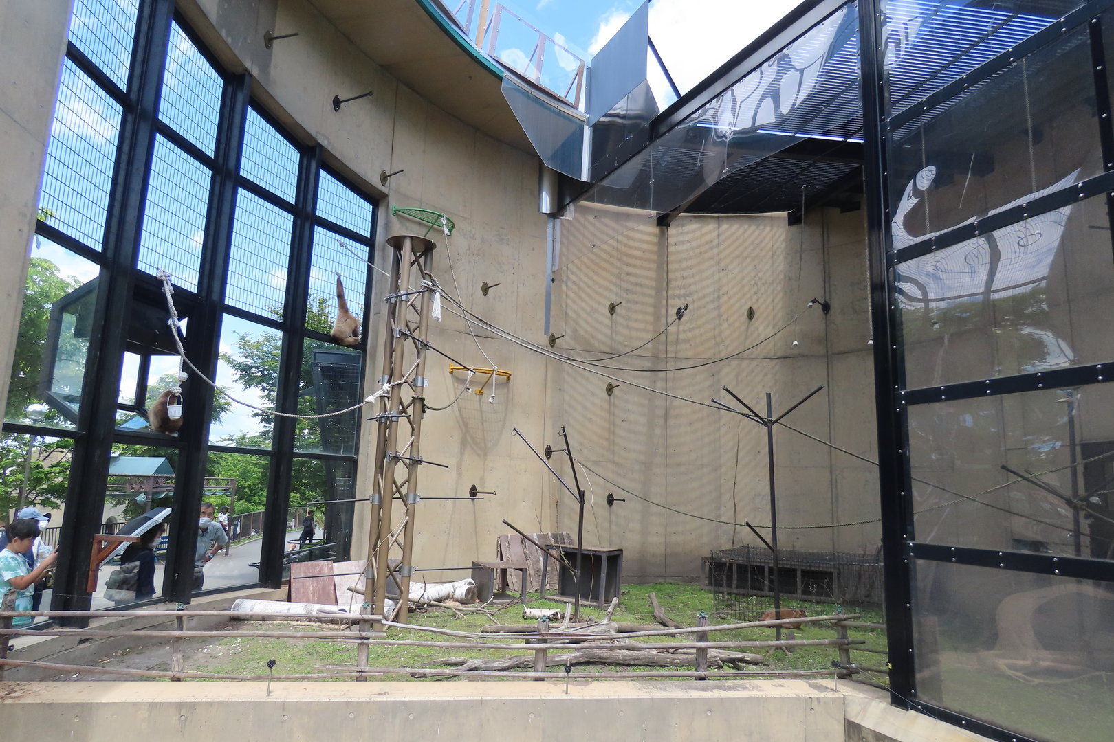 Lar gibbon/Reeve's muntjac